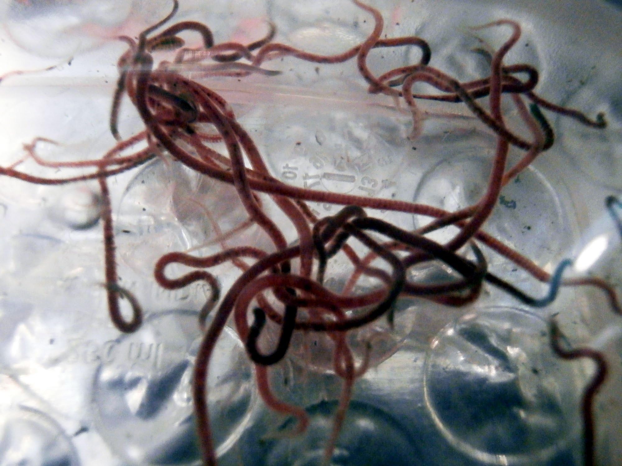 Live Blackworm Starter Culture (Lumbriculus variegatus) x15