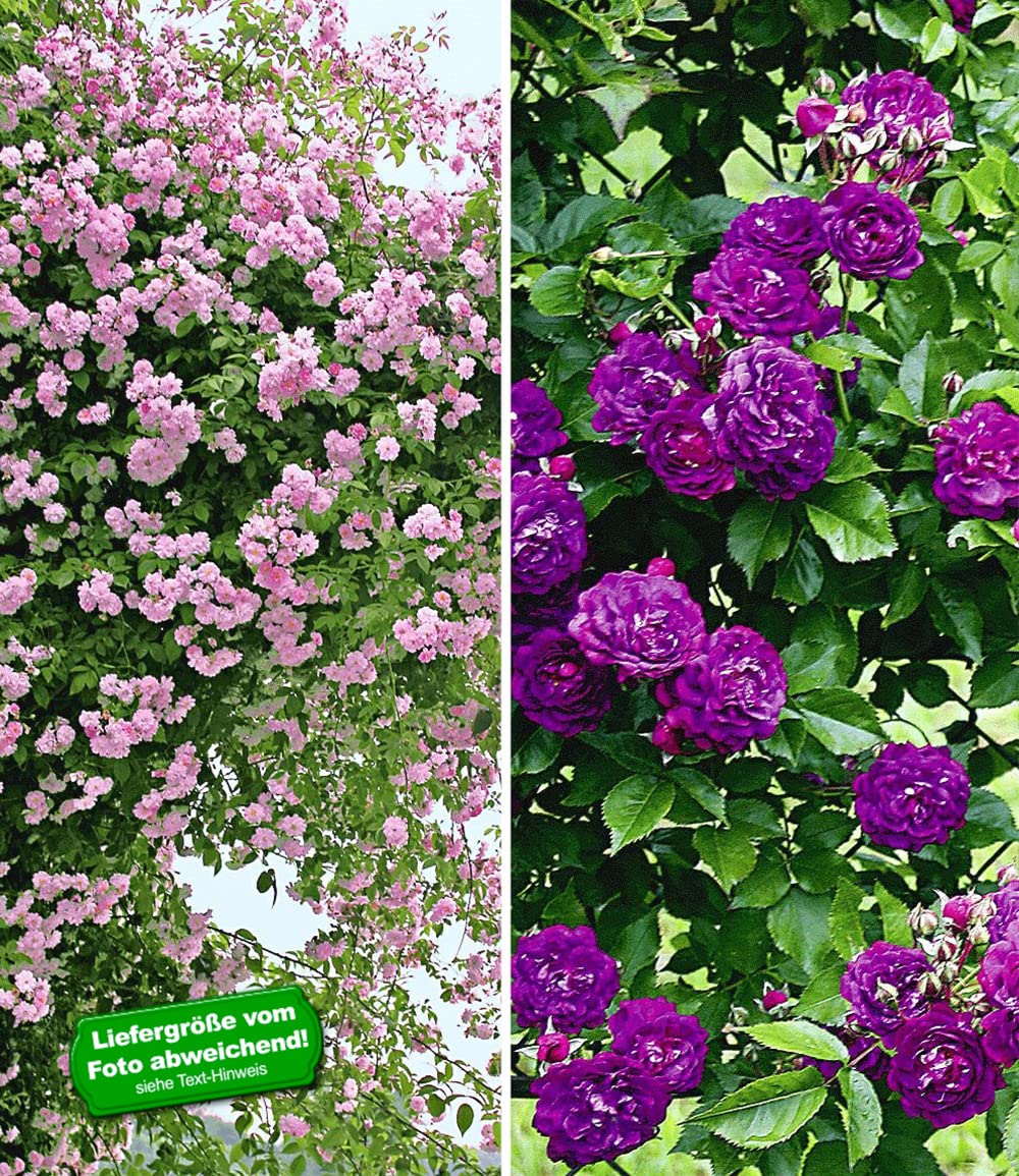 BALDUR Garten 2er Rambler-Rosen-Kollektion blau und rosa, Pflanzen