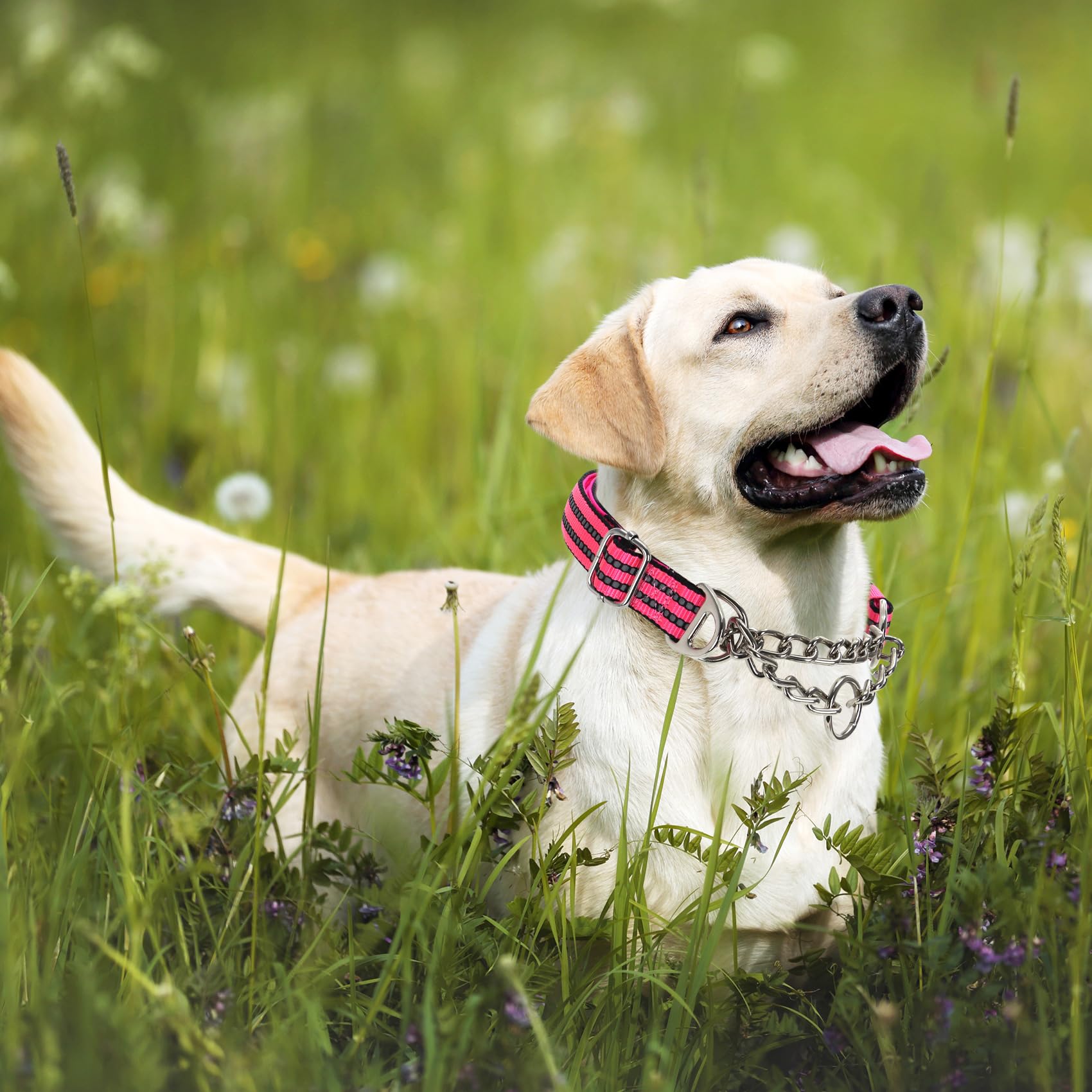 Martingale Collar for Dogs Reflective Nylon Dog Chain Collars Adjustable Heavy Duty Martingale Collar for Training Medium Large Breed Dogs - Image 3