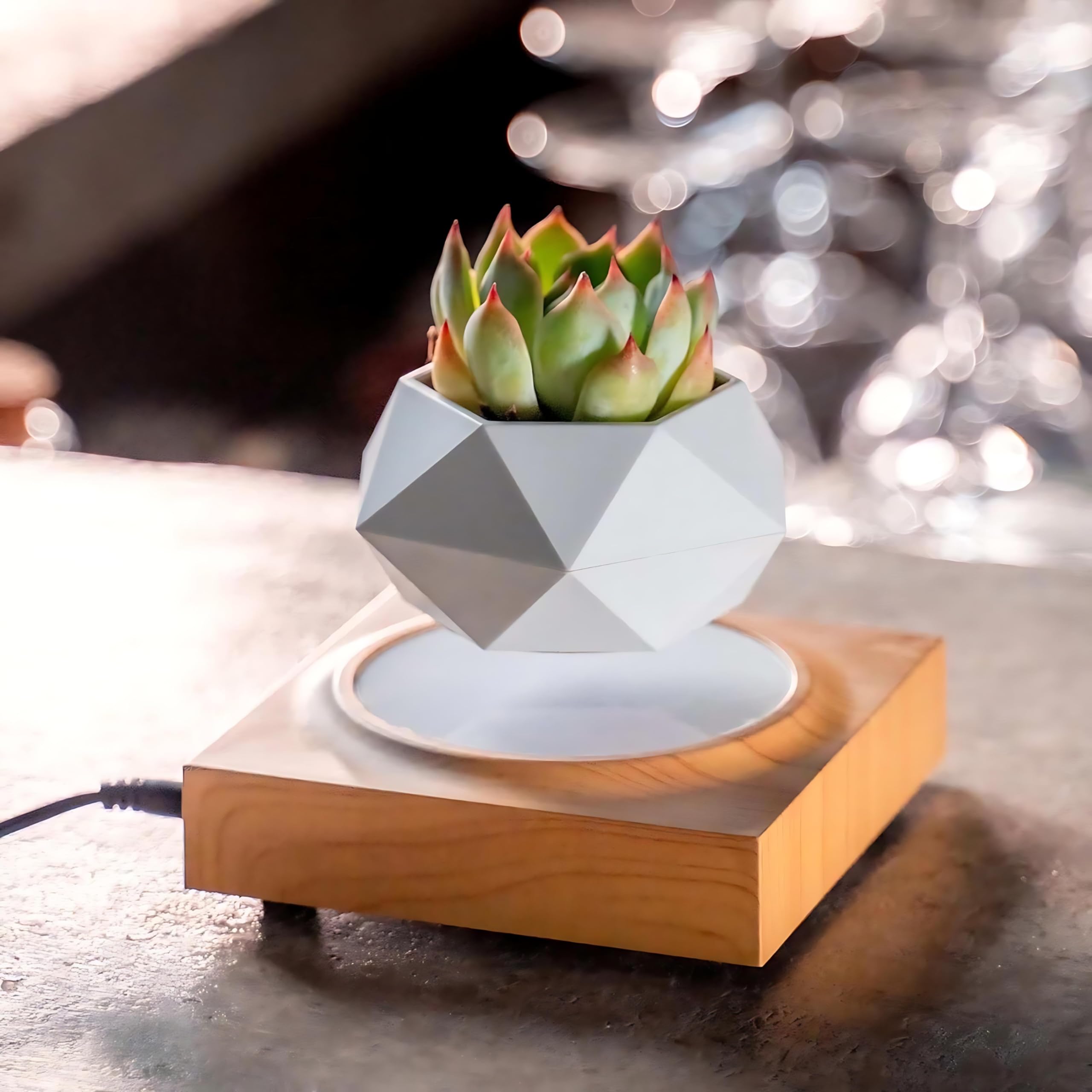 Amulya FARMS & NURSERY Succulent Plant with White Pot & Light Wood Base Floating, Levitating & Rotating Pot - a Defiance to nautral Gravity | Unique Porsche Home Decor and Premium Gift (B0D989YD33) Amazon Price History, Amazon Price Tracker