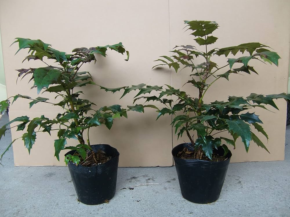 81Xbme-fiVL._UF1000,1000_QL80_.jpg