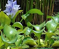 Vista 3 de Jacintos de agua Plantas flotantes de jardín de agua (12 plantas vivas)