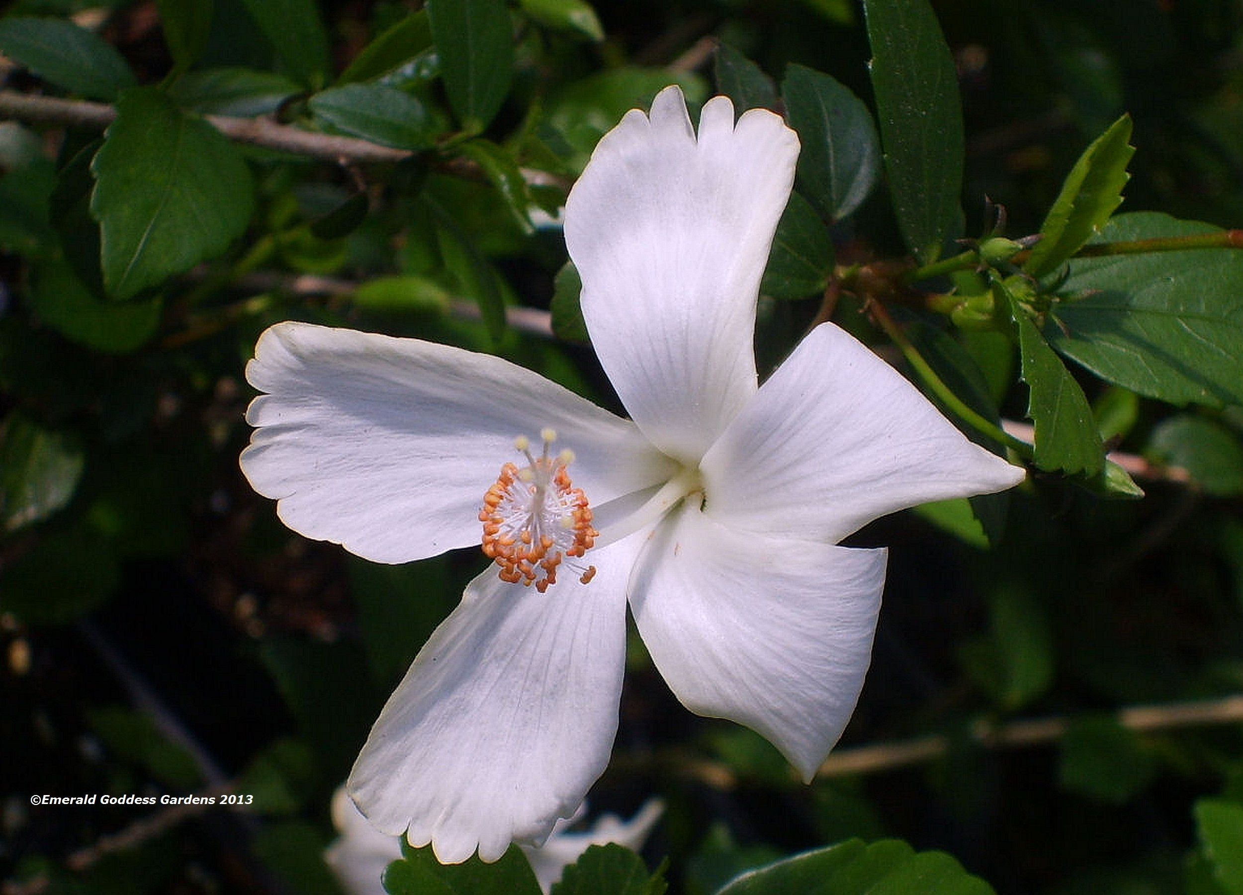 Amazon.com : White Dainty Lafrance - Tropical Heirloom Hibiscus