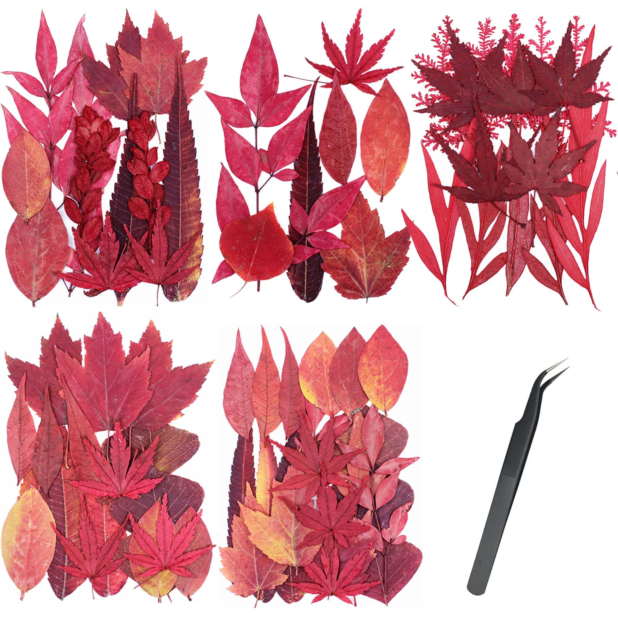 Cayway 5 Pack Red Maple Leaf Real Pressed Flowers Dry with Tweezers and Scissors Set, Dried Pressed Flowers Colorful Real Pressed Flowers for Resin Scrapbooking DIY Art Crafts, Epoxy Resin Jewelry, So