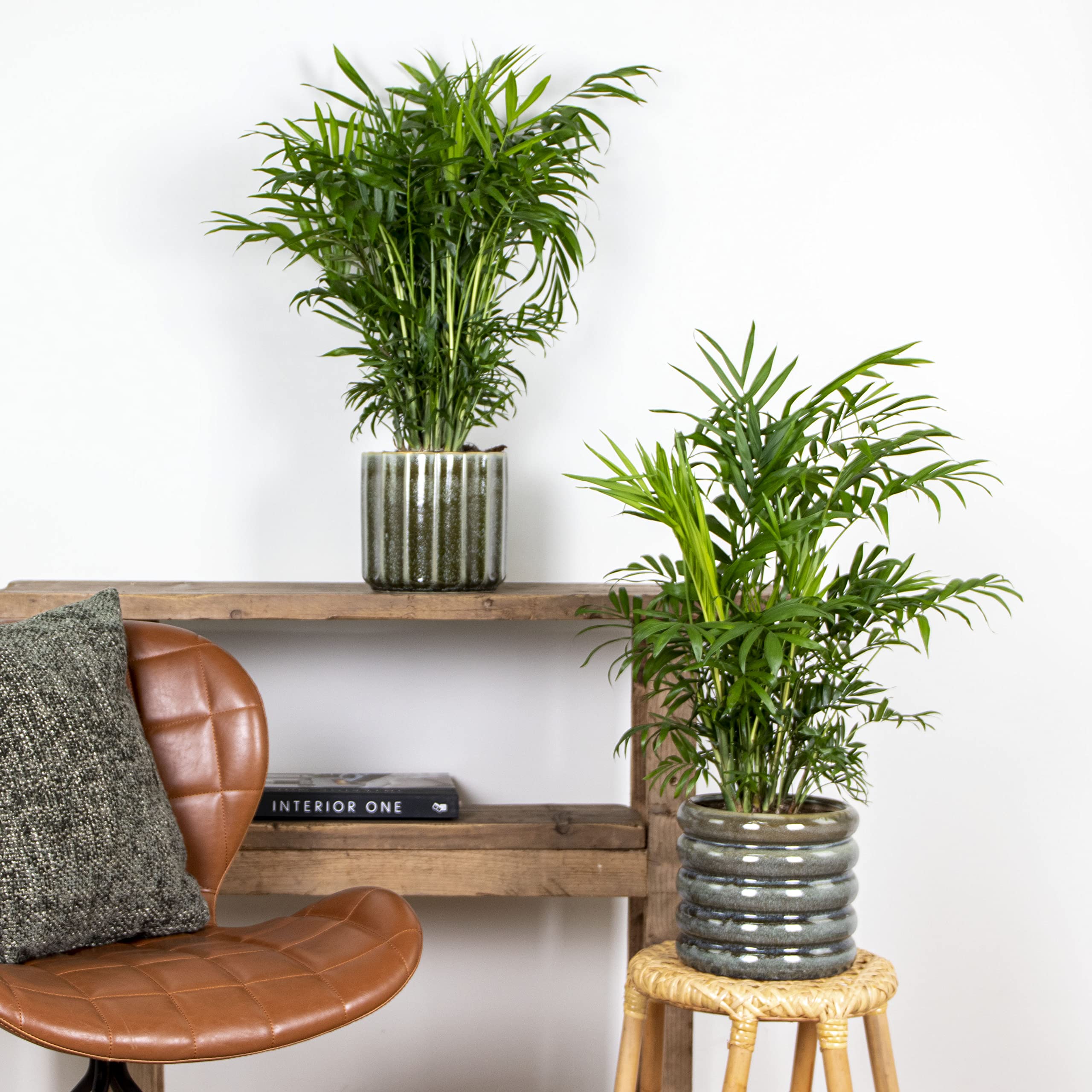 Bloomique - Set de 2 - Chamaedorea elegans - Palma enana mexicana - Planta de interior - Purificadora del aire - Apta para mascotas - Fácil de cuidar - Altura 50-60 cm - Maceta 17 cm