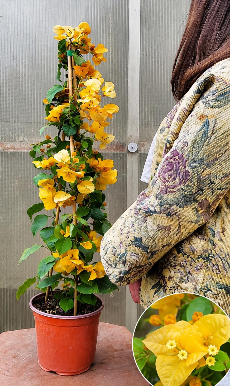 POWERS TO FLOWERS - BOUGAINVILLEA, BUGANVILLEA GIALLA IN VASO 19CM DIAMETRO, ALTEZZA 70CM, pianta vera