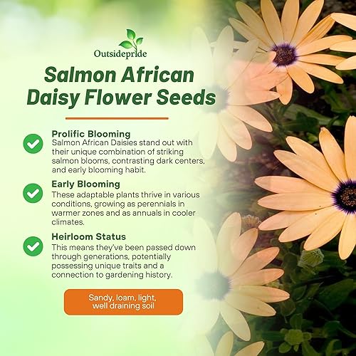 Miniatura 3 de Outsidepride Dimorphotheca Sinuata - Semillas de plantas de flores de salmón con margaritas africanas - 2000 semillas