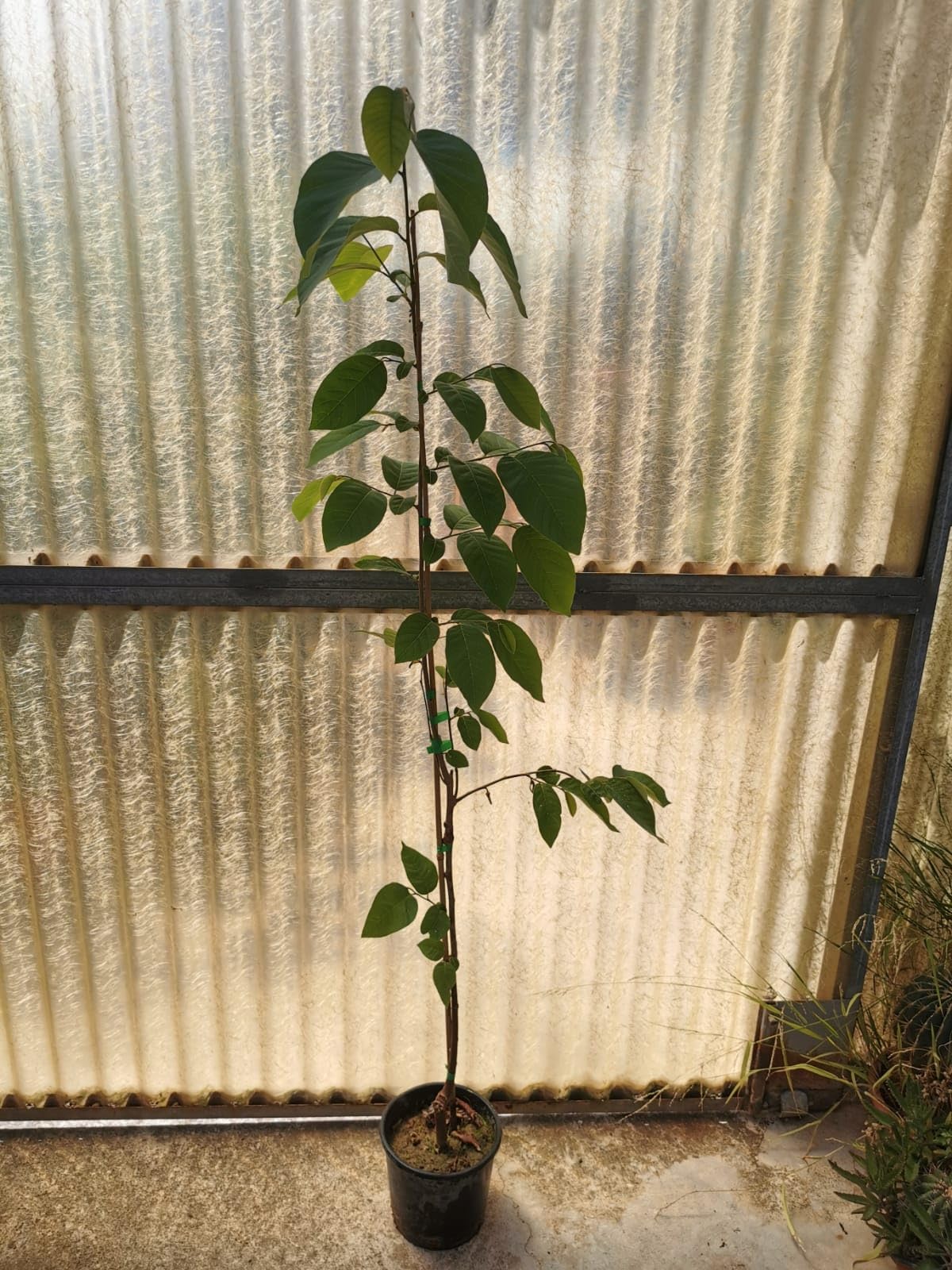 Pianta Di Annona Cherimola 'Fino De Jete' Autofertile Foto Reali H - Foto 10