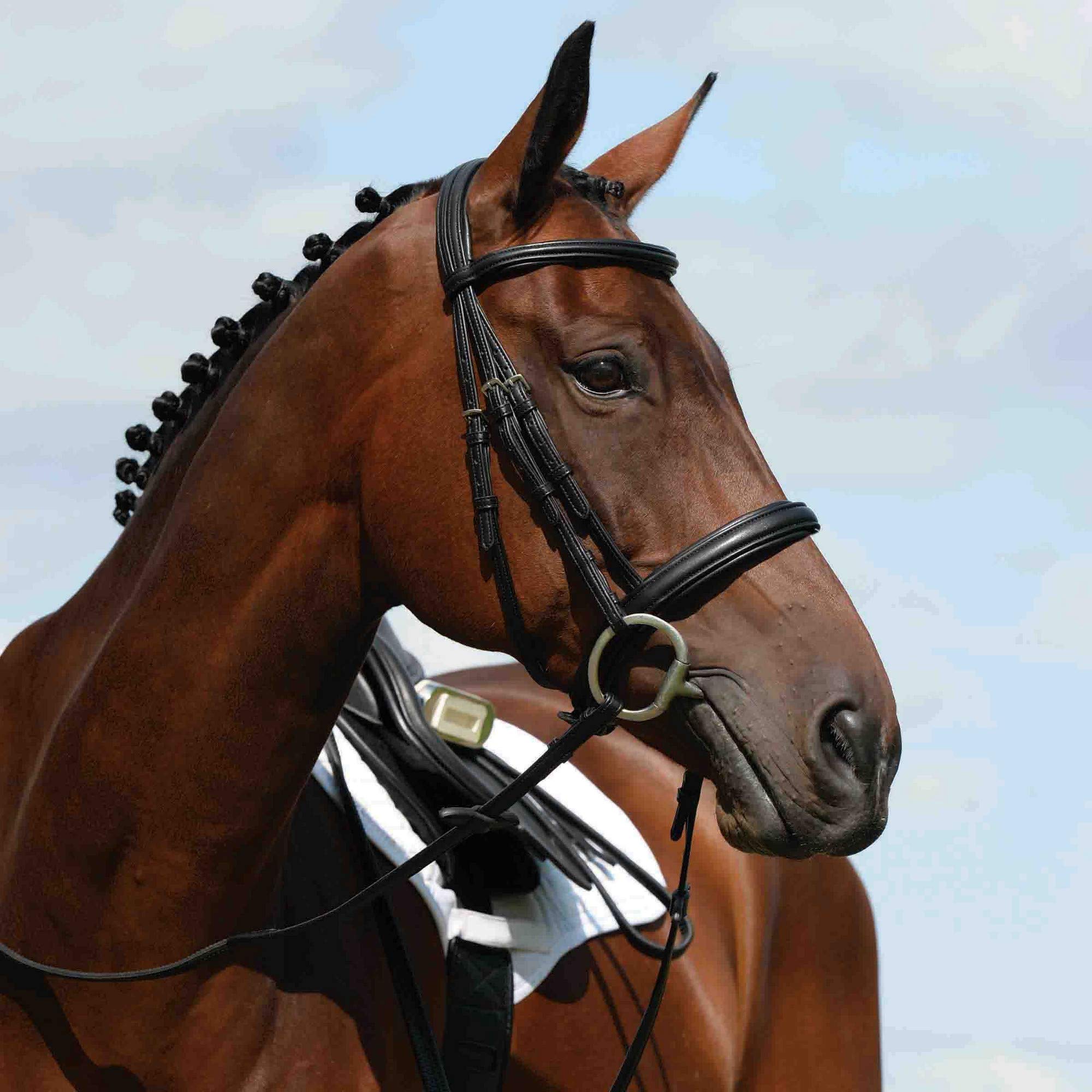 Collegiate - Brida cabezada acolchada Syntovia+ para caballos