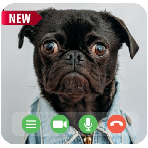 Tiny Dog Calling Fake Video Call Prank Black Pug