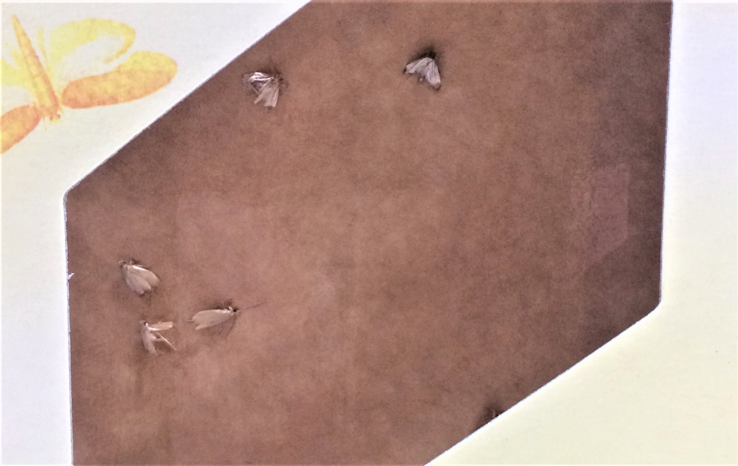 ARIES 2 Refill Set for Motlock Moth Box Moth Trap for Clothes Moths