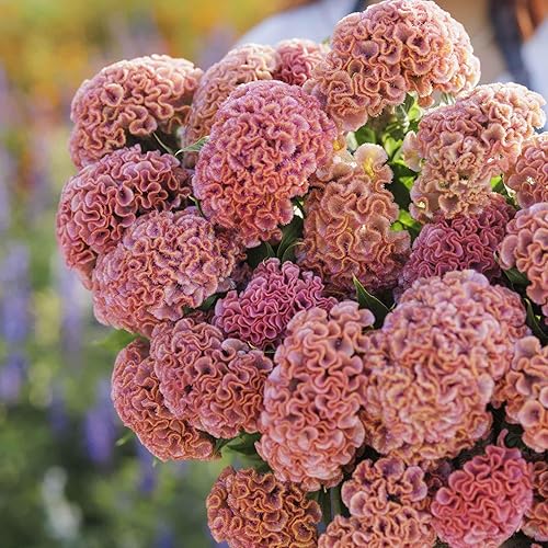 Miniatura 8 de Celosia Seeds - Plume de pampa mixta - Paquete - Semillas de flores mixtas, semillas de reliquia atrae abejas, atrae mariposas, atrae colibríes,