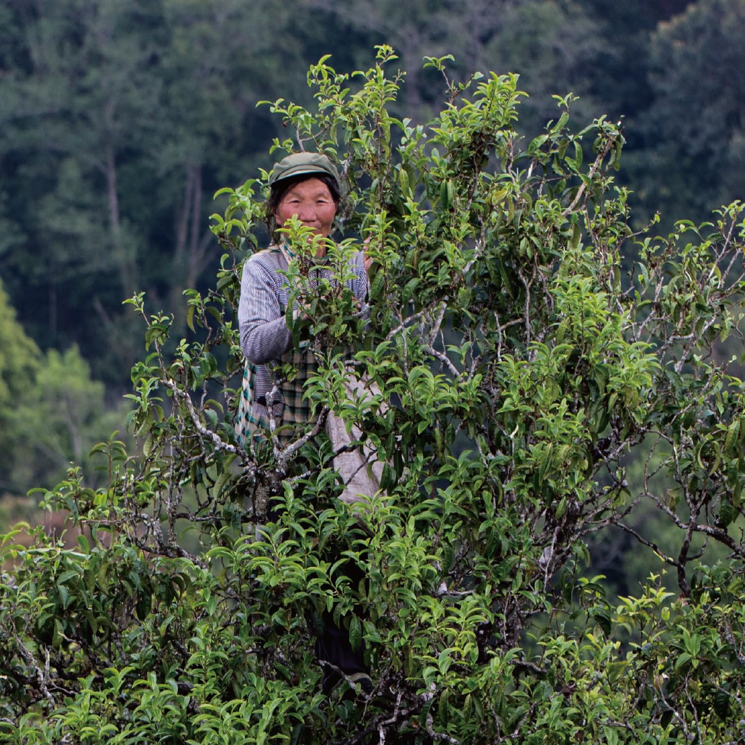 Yunnan Old Wild Tree Chinese Loose Leaf Premium Black Tea, Hand Picked from Century-Old Tree, 12 Pack (3.4oz / 96g)