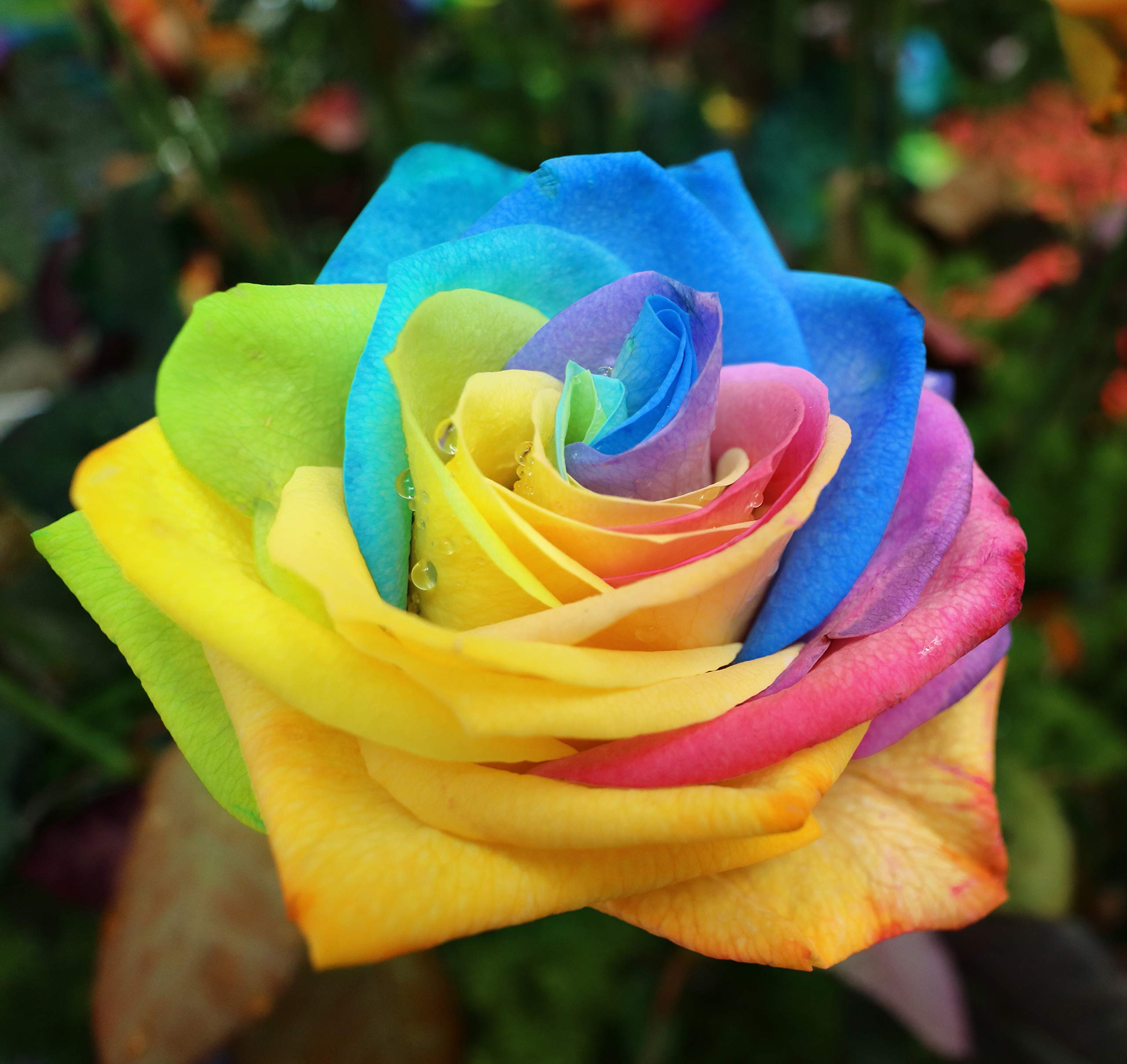 Gbrand 30-Piece Rainbow Rose Seeds for Perennial Garden
