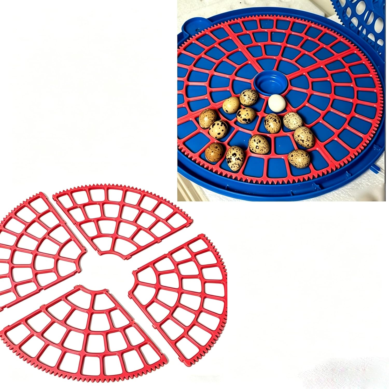 Jumbo Quail Egg Tray for Large Circular Incubators – 80 Egg Capacity Replacement Tray, 14.5" Round Egg Turner Tray for Jumbo Coturnix Eggs (Red)