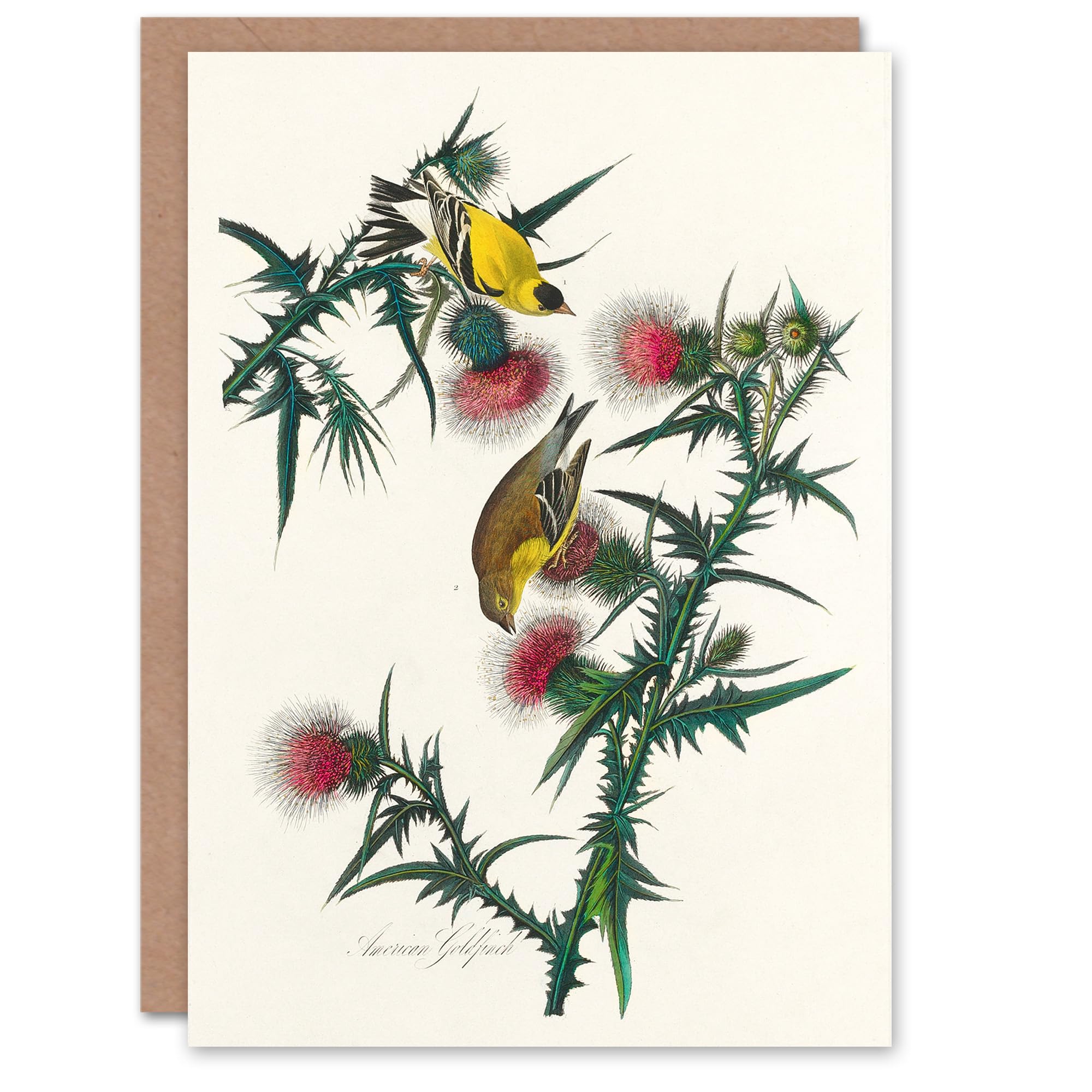Artery8 John James Audubon Art Card American Goldfinch and Thistle