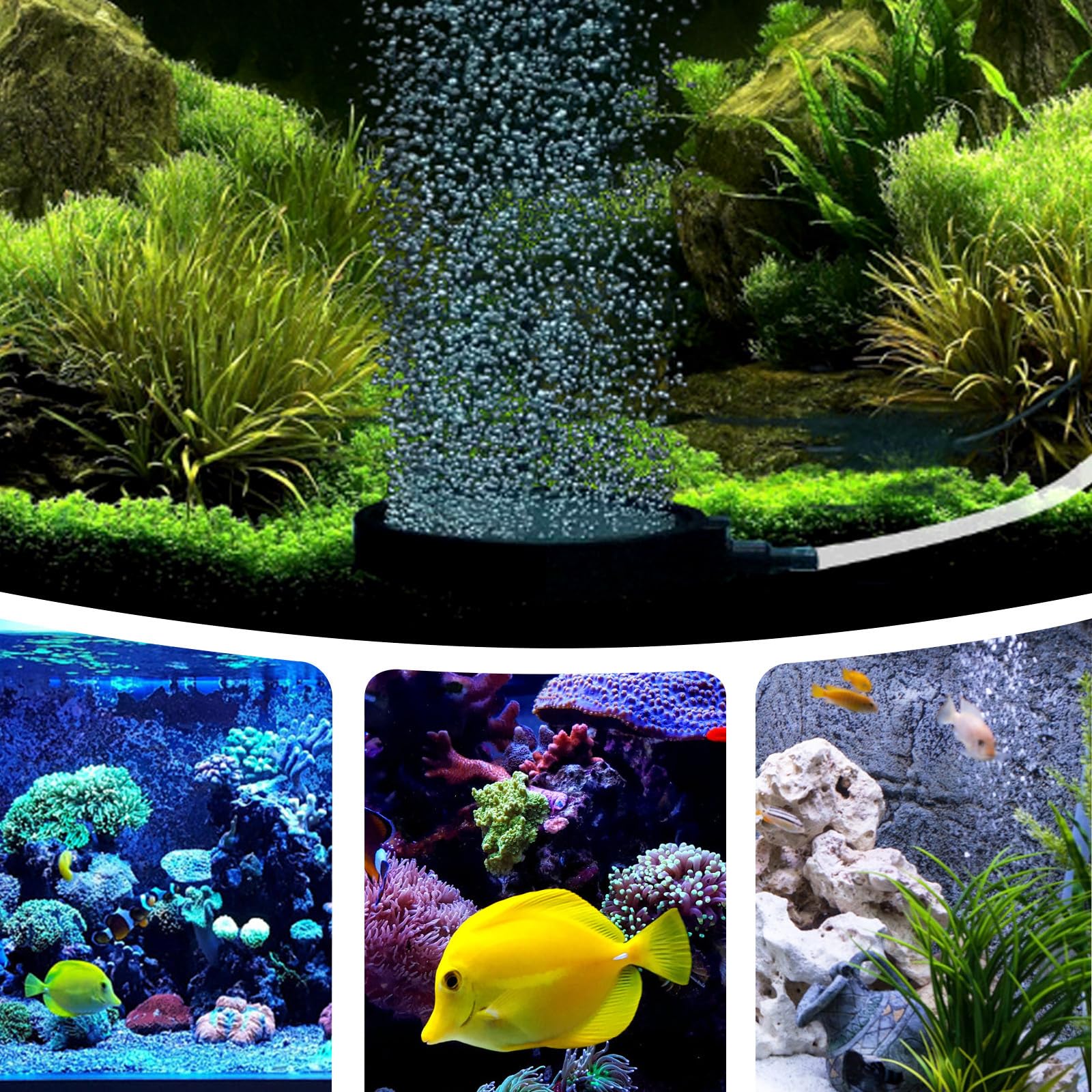 Nettoyée et Réutilisable en Sable et Gravier pour Aquarium Noir Pierre à pour Aquarium Augmente L' Couleur Aléatoire et Poisson