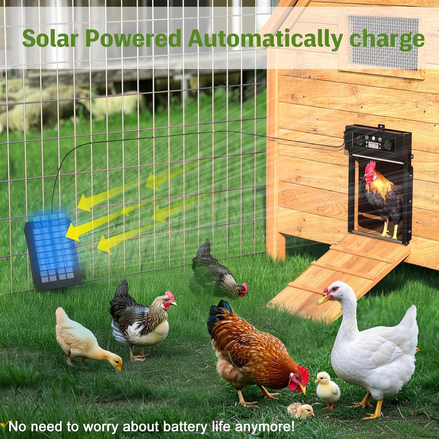 Automatic Chicken Coop Door Solar Powered, LCD Display Chicken Door with Timer & Light Sensor, 4 Modes Auto Chicken Door Solar, Anti-Pinch & Weather Proof Coop Door with Remote Control