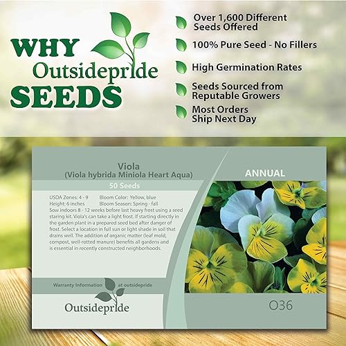 Miniatura 3 de Outsidepride 50 semillas anuales de Viola Miniola Heart Aqua Flower Seeds para plantar