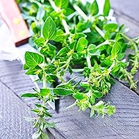 Vista 1 de Semillas de tomillo – Francés – 0.25 oz ~ 4,250 semillas – Thymus vulgaris spp – Semilla de jardinería de hierbas culinarias – sin OMG, reliquia