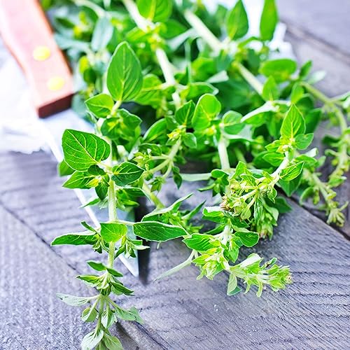 Semillas de tomillo - Francés - 1 Oz  17.000 Semillas - Thymus vulgaris spp - Semillas de jardinería Culinary Herb - Sin OMG, Heirloom, Open