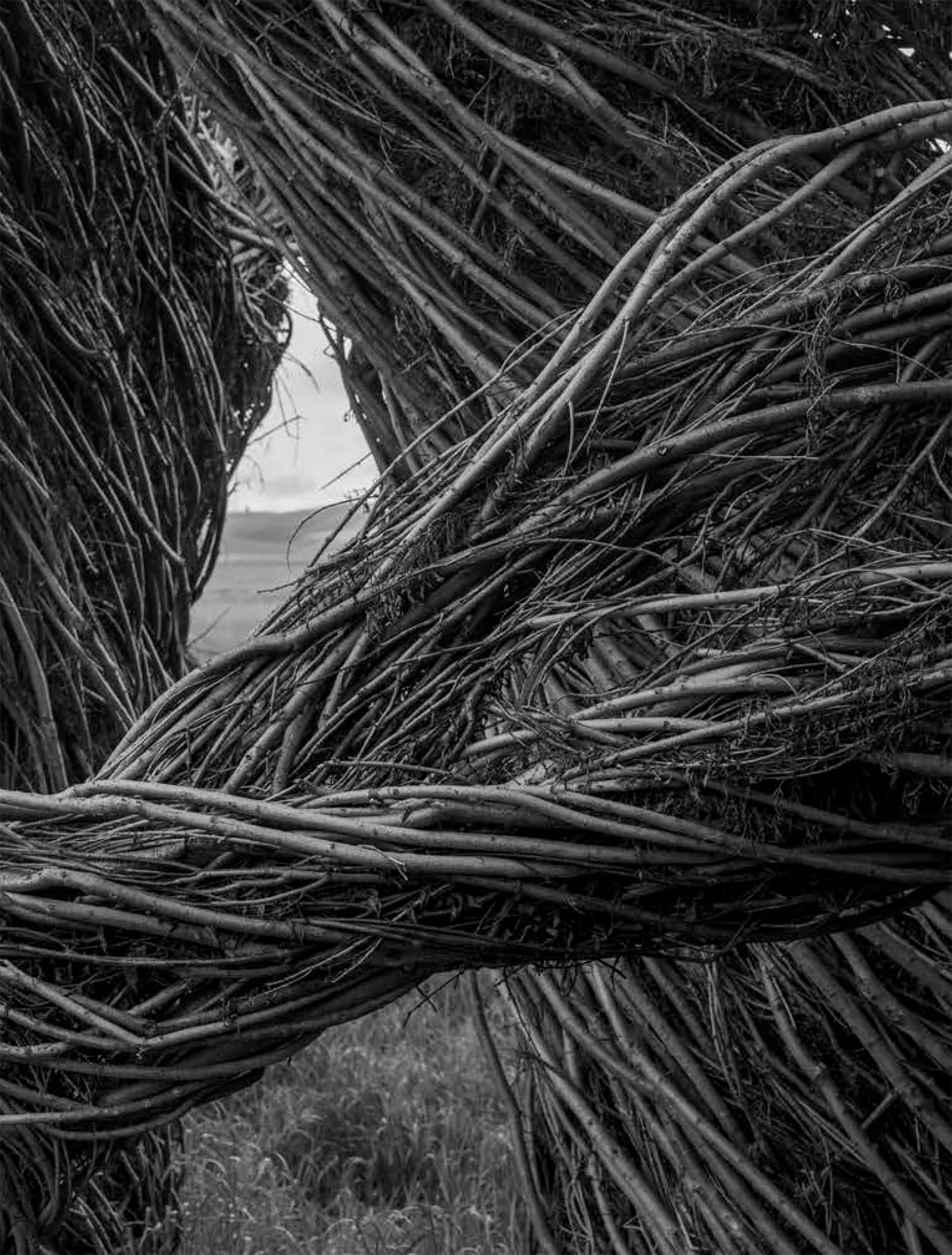 Patrick Dougherty James Florio Sticks