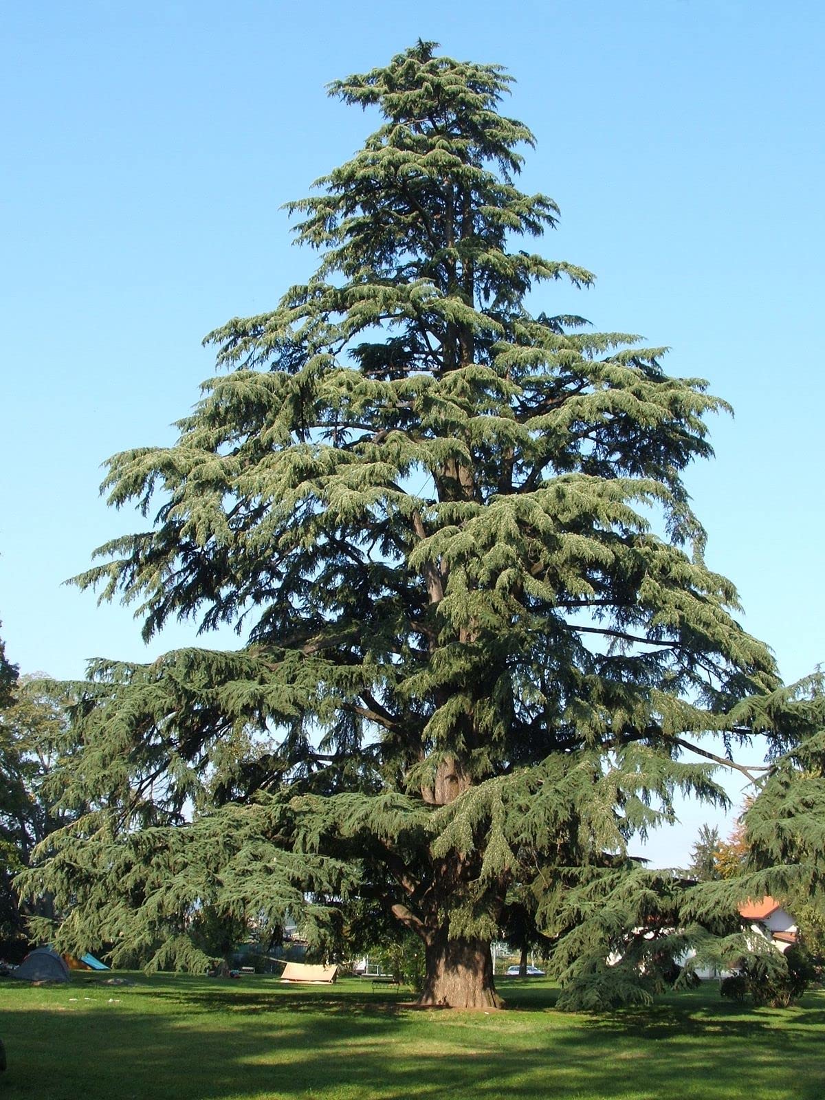 Cedro dell'Himalaya "Cedrus deodara" pianta in vaso 8x8 cm Vivaio di Castelletto