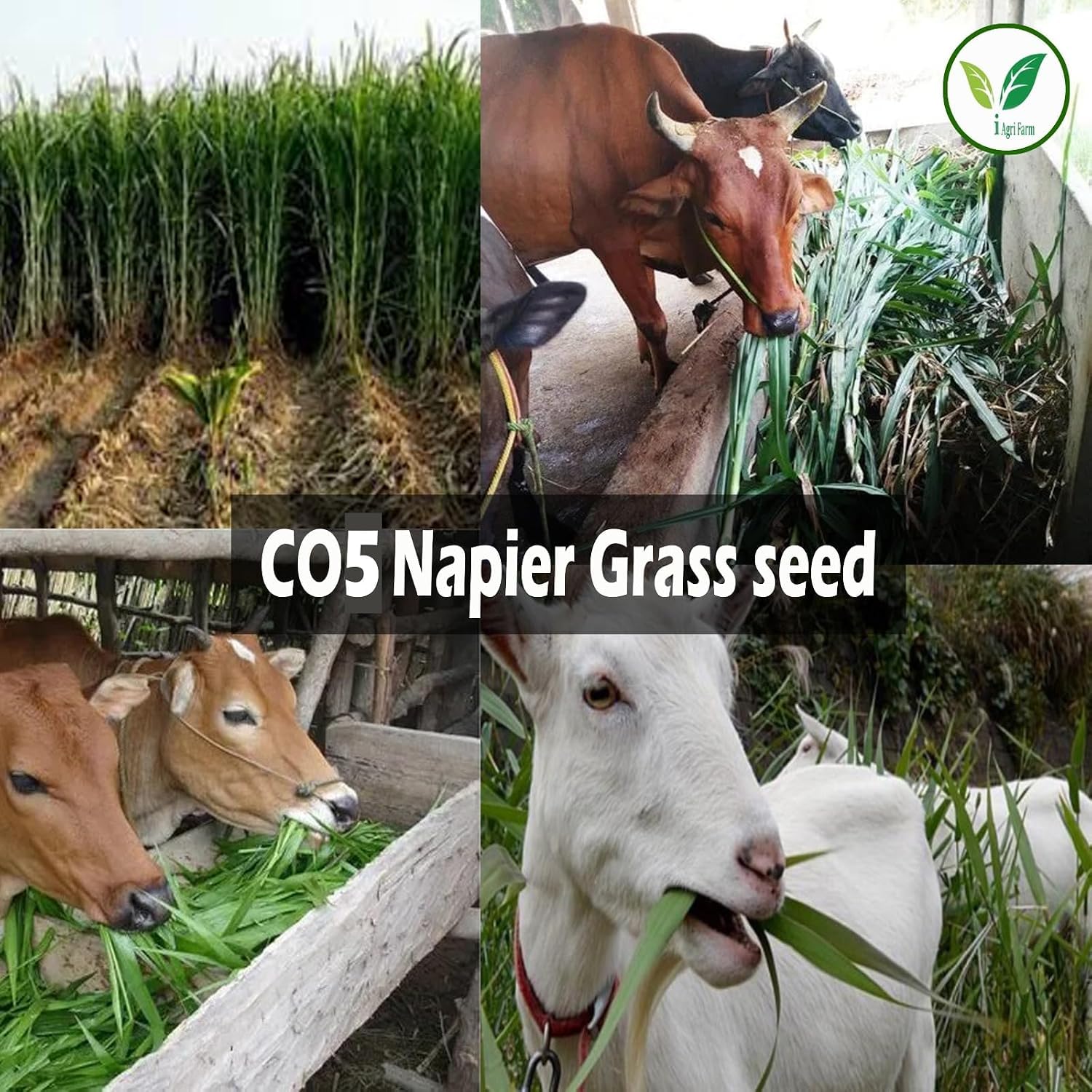 Napier Grass Seed - Goat, Cow, Livestock Feed -7