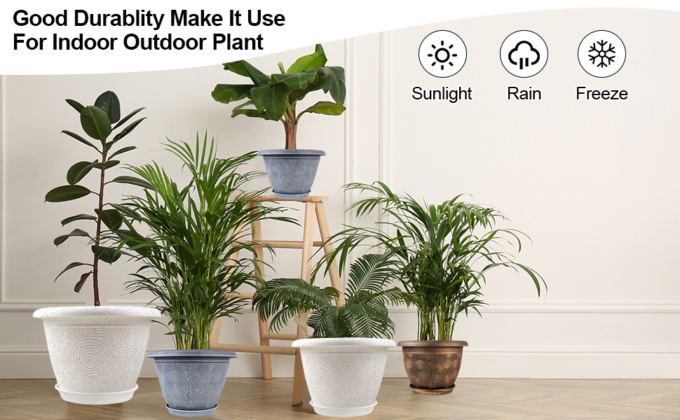 tall dracaena plant Elegant Cornstalk Dracaena Plant – LatinFlores.com main image 0