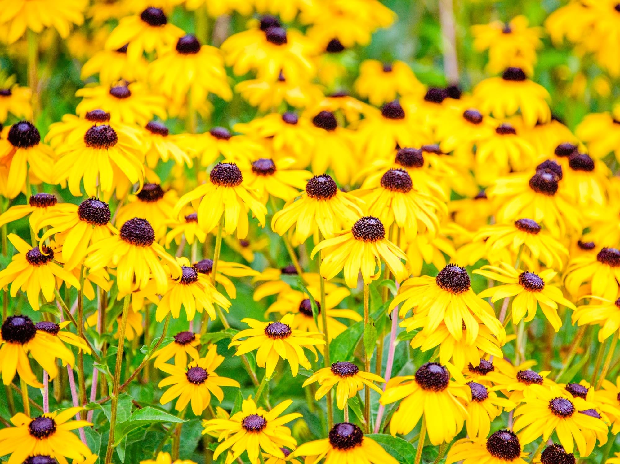 Greenwood Nursery Black-Eyed Susan