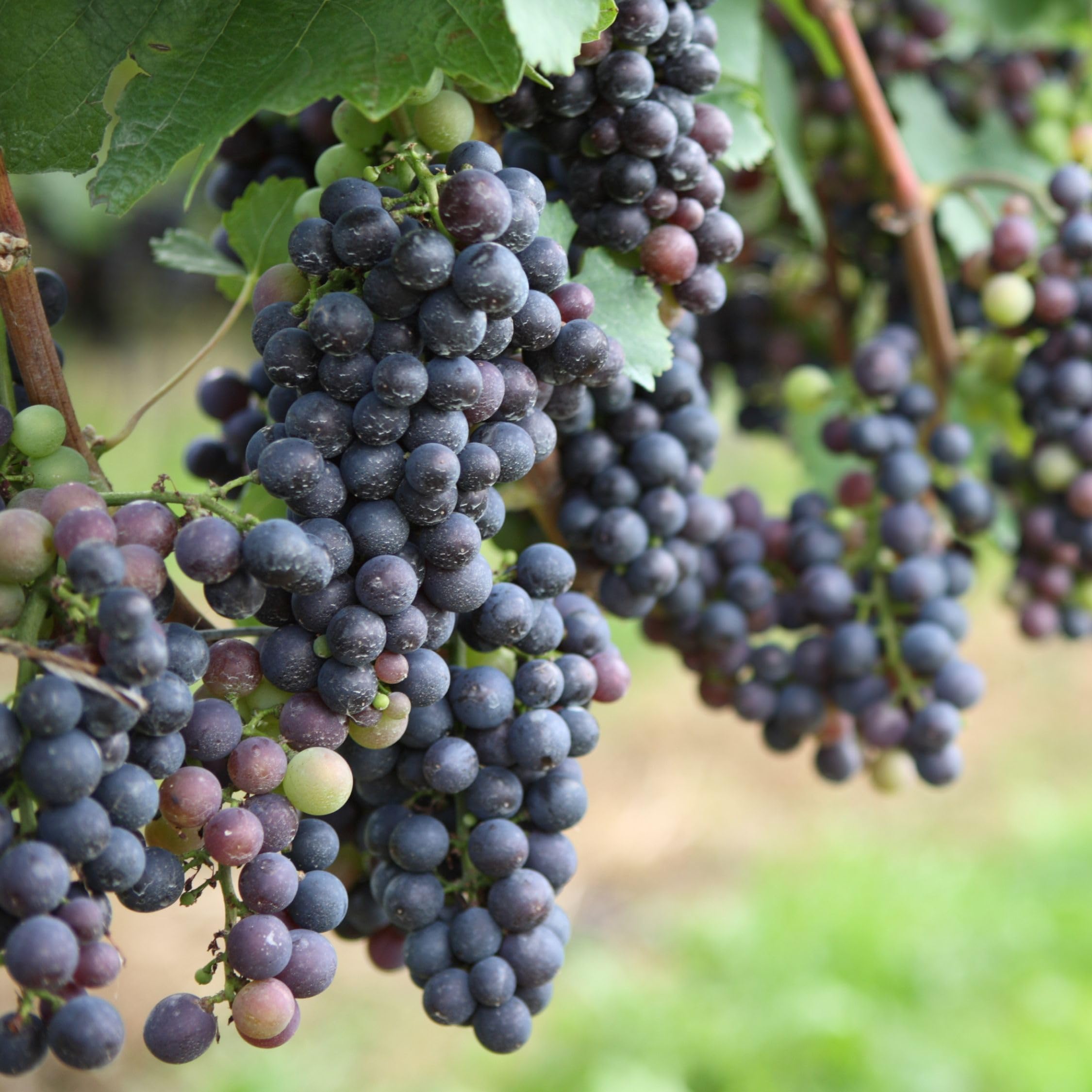 Plant in a Box - Plants de raisin - Mélange de 3 - Vitis Vinifera - Vigne 'Cabernet franc', 'pinot gris', 'Chardonnay' - Pot 9cm - Hauteur 25-40cm