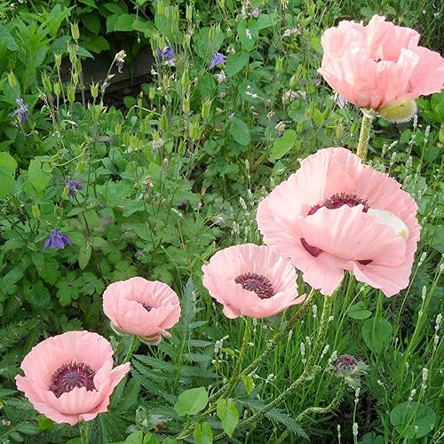 Miniatura 4 de YEGAOL Garden - Semillas orientales de amapola oriental "Princesa Victoria Louise", atrae polinizadores, bordes tolerantes a la sequía, ciervos y