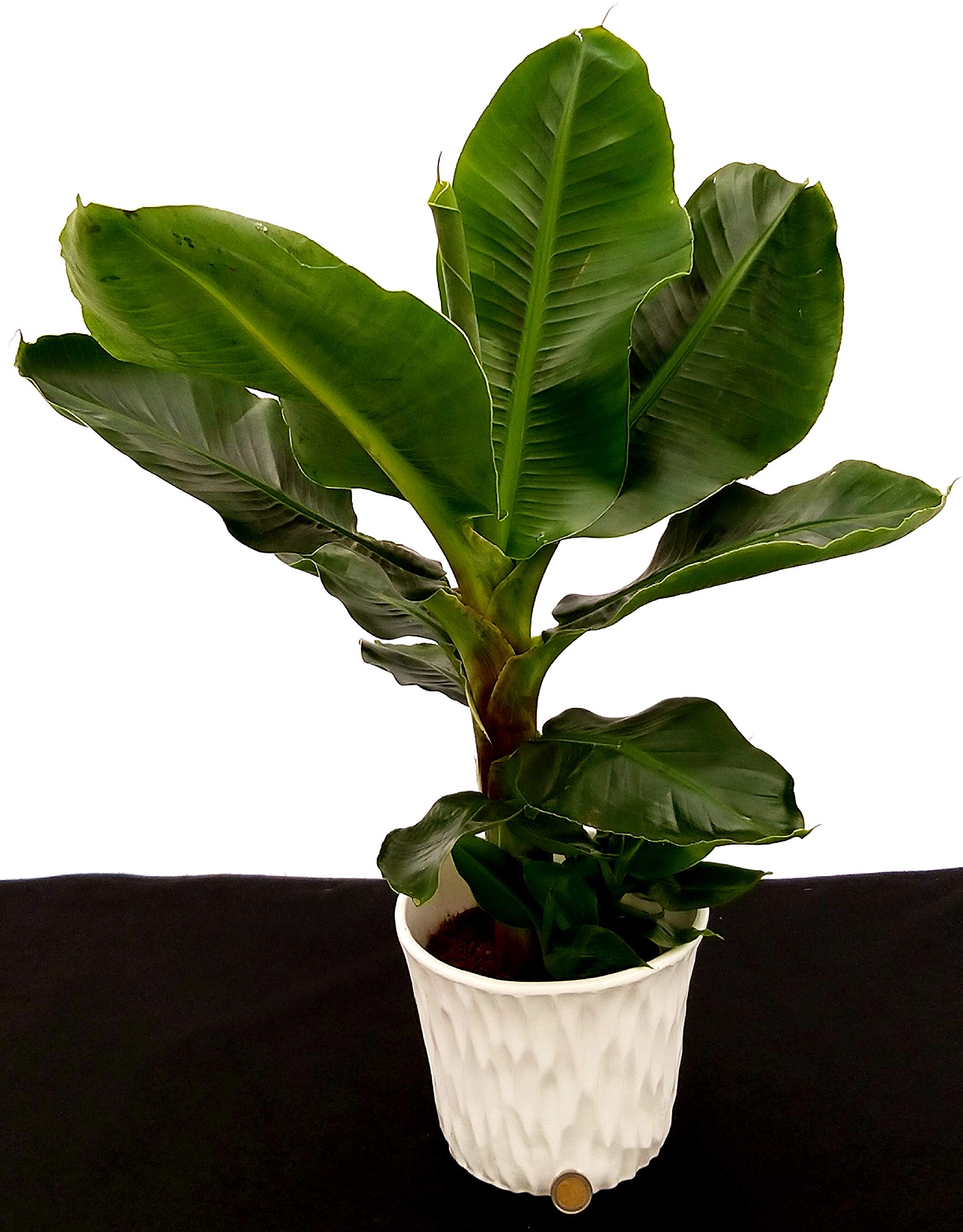 Banano A Frutto Rosso Musa Velutina - Pianta Viva In Vaso 18cm, Ideale Per Interni E Giardini Tropicali - Foto 6