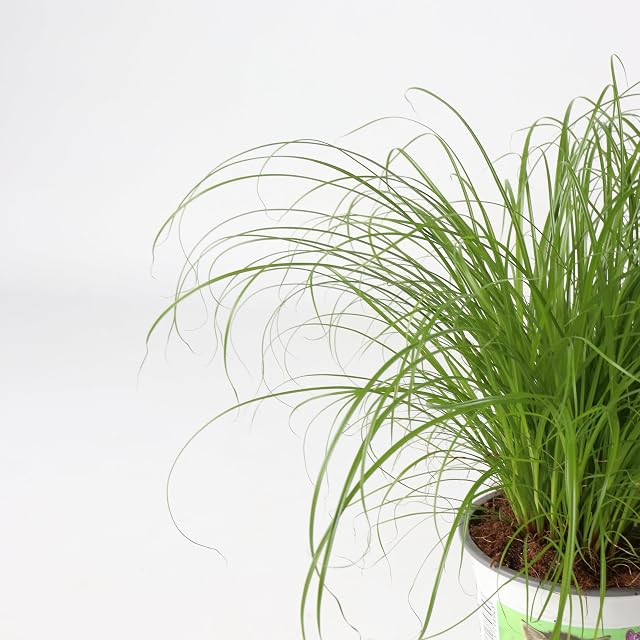 Foto 4 de 8 de Plant in a Box - Hierba para gatos - Set de 4 - Cyperus - Maceta 12cm - Altura 30-40cm - Planta de interior