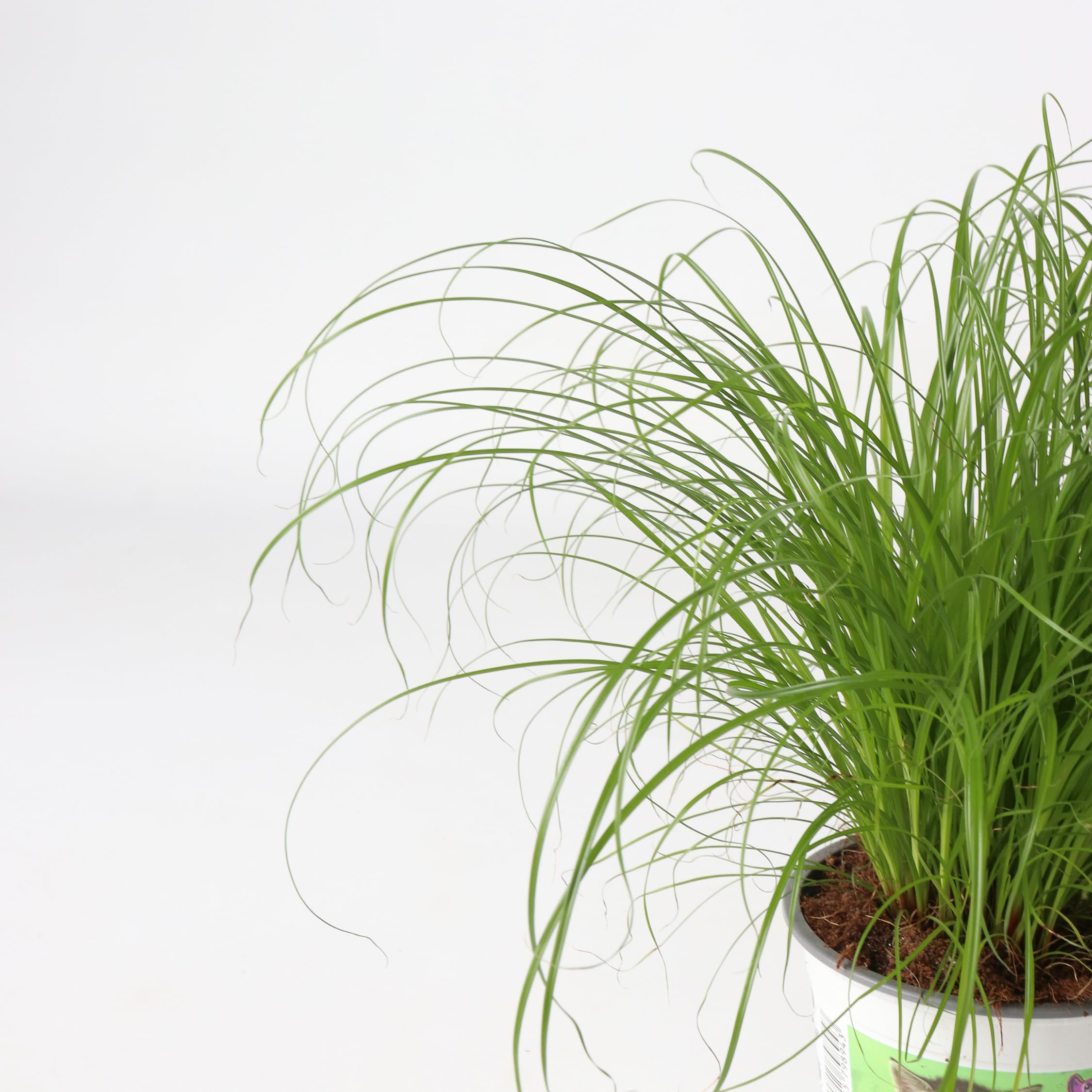 Plant in a Box - Cyperus 'Herbe à chat' - Set de 4 - Pot 12cm - Hauteur 30-40cm