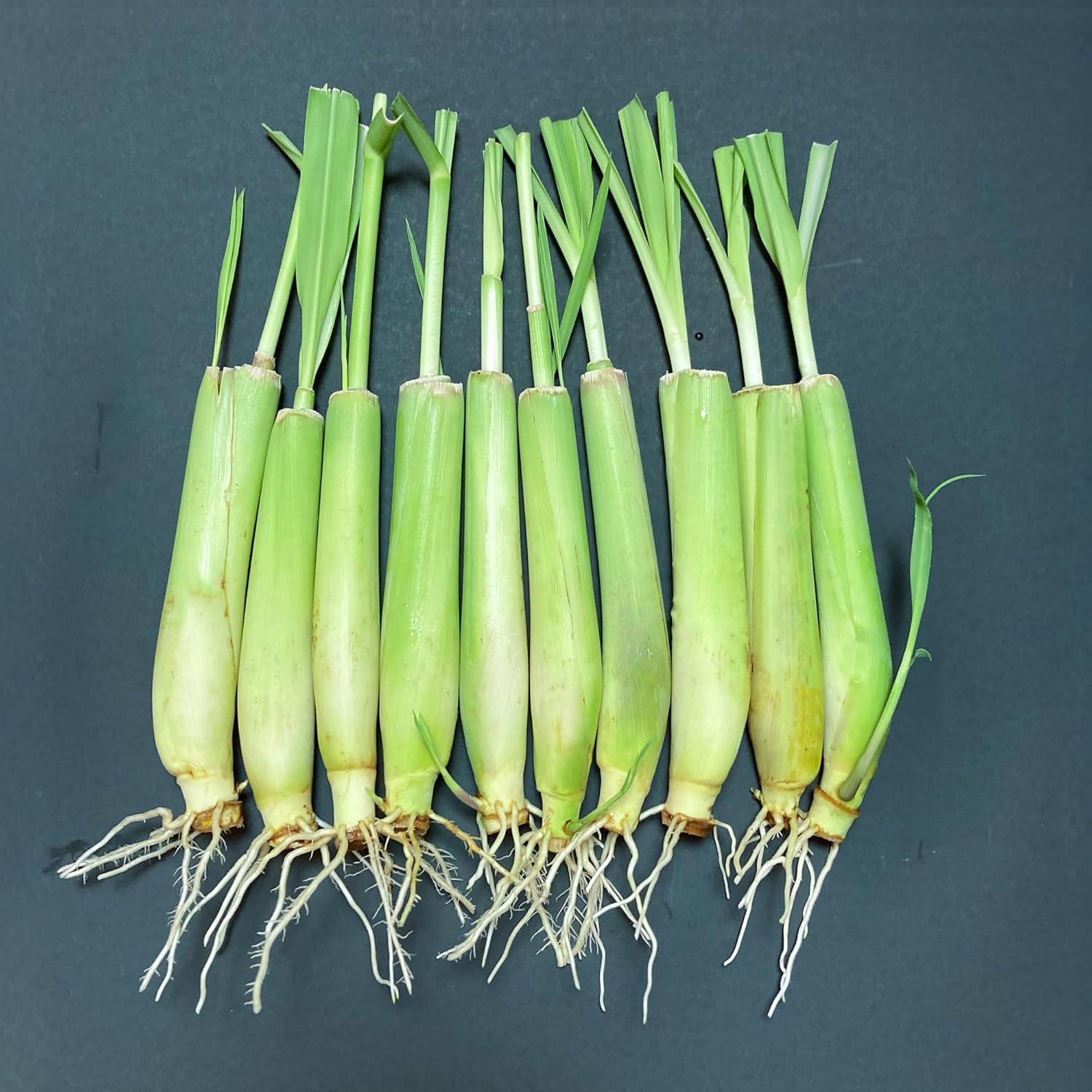 10-Pack Lemon Grass Live Plants (7–10 Inches Tall) - Hydroponic Rooted Lemongrass stalks, Fast Growing Aromatic Fresh Herb for Indoor & Outdoor Growing