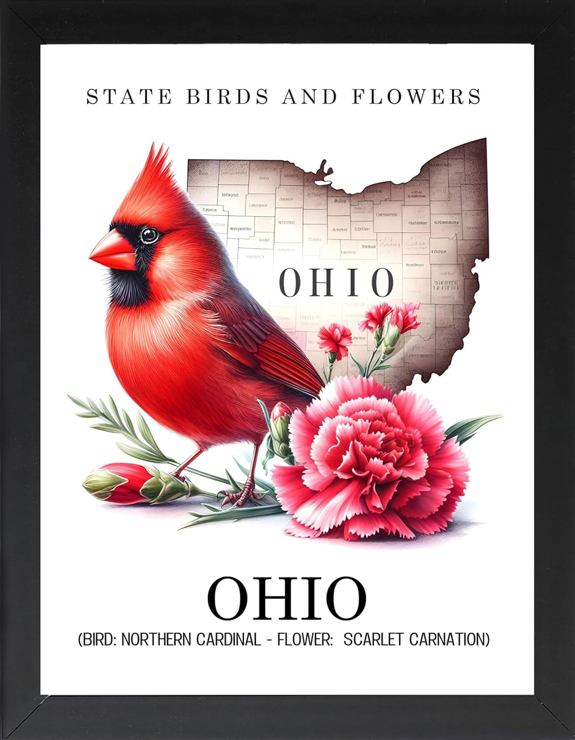 Framed U.S. State Bird & Flower Posters, State Flowers, State Birds, State Symbols, Nature Prints, Wildlife and Botanical Artwork, Home & Office Deco (MISSOURI, 7L x5 W, Framed)