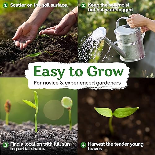 Miniatura 3 de KVITER 10000 Semillas de cuarto de cordero (álbum Chenopodium) - Semillas de ganso blanco, herencia y malezas comestibles - Semillas de hierbas