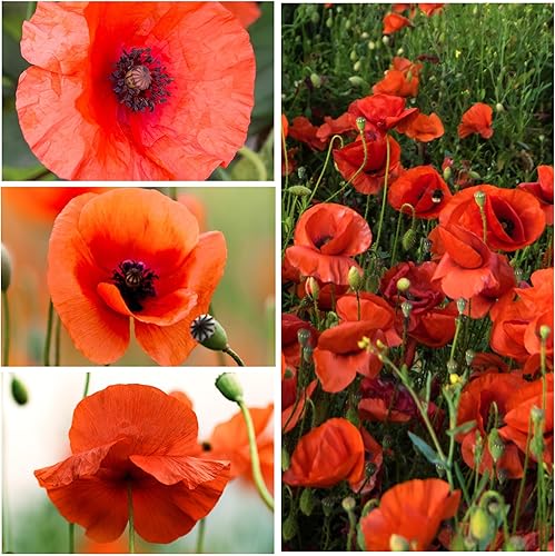 Miniatura 3 de Seed Needs, Semillas de amapola roja  10,000 semillas tradicionales para plantar papaver rhoeas  Amapola de maíz anual que atrae mariposas al jardín