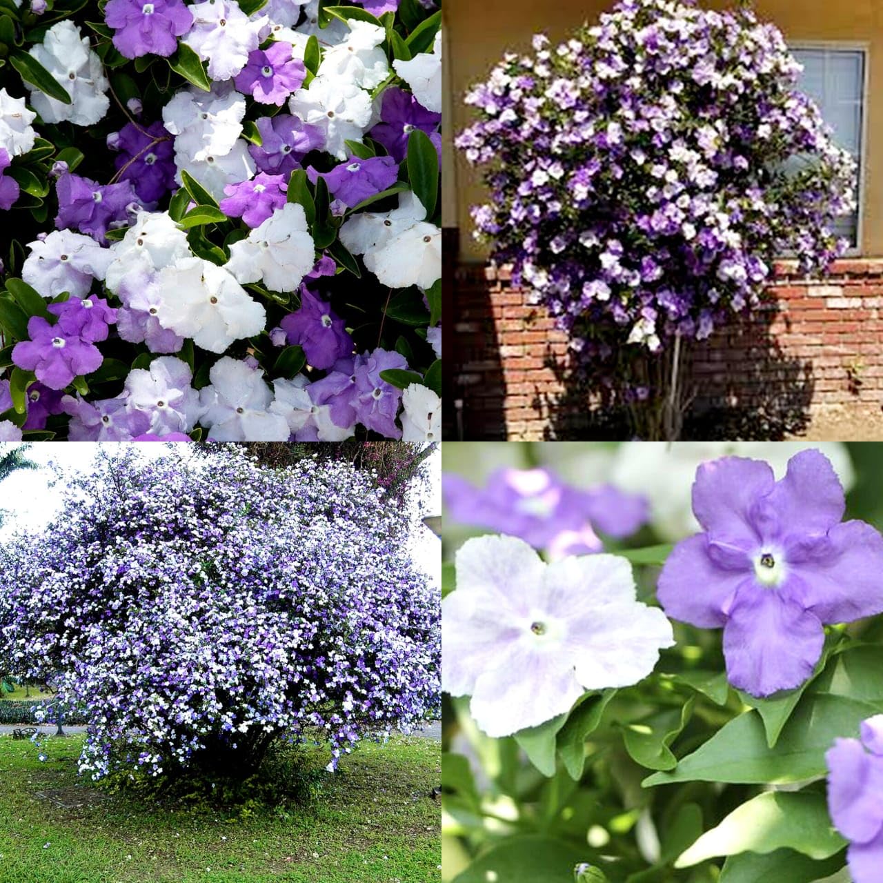 Yesterday Today Tomorrow Plant, Brunfelsia Pauciflora, live