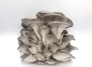100 Grey Oyster Mushroom Spawn Plugs/Dowels to Inoculate Logs or Stumps to Grow Gourmet and Medicinal Mushrooms - Grown Your Own Mushrooms for Years to Come