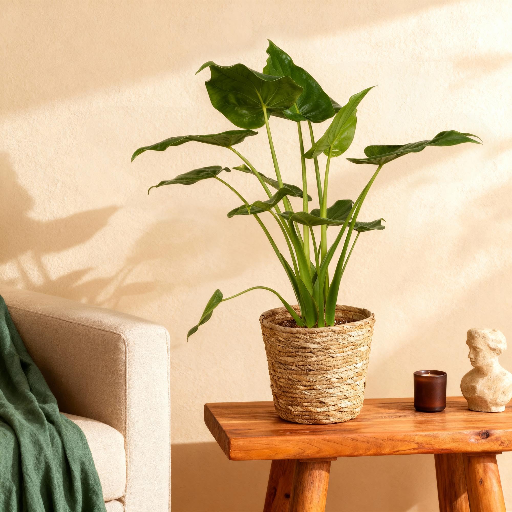 Alocasia Cucullata Buddhas Hand – 21cm – Höhe 65-70cm – Pflegeleichte grüne Zimmerpflanze mit herzförmigen Blättern für exotische Innenräume