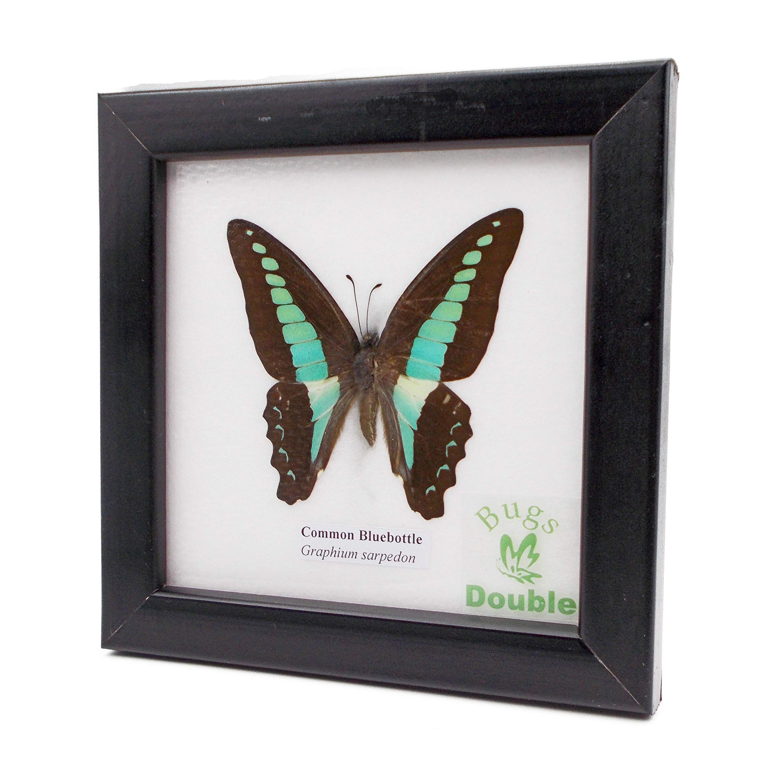 Amazon | 額入り 昆虫標本 蝶 コモン・ブルーボトル (アオスジアゲハ  