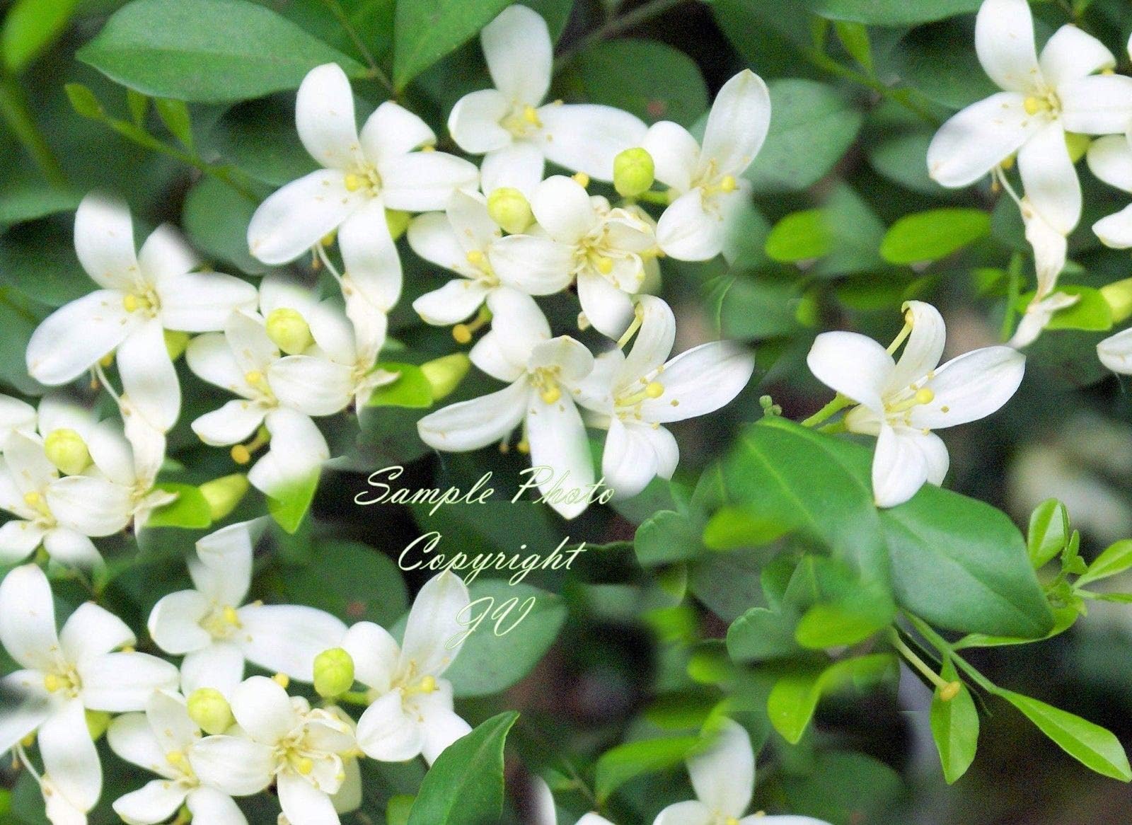 Murraya paniculate Orange Jasmine Seeds Great Potted Tropical Multi-use Plant 5 Seeds