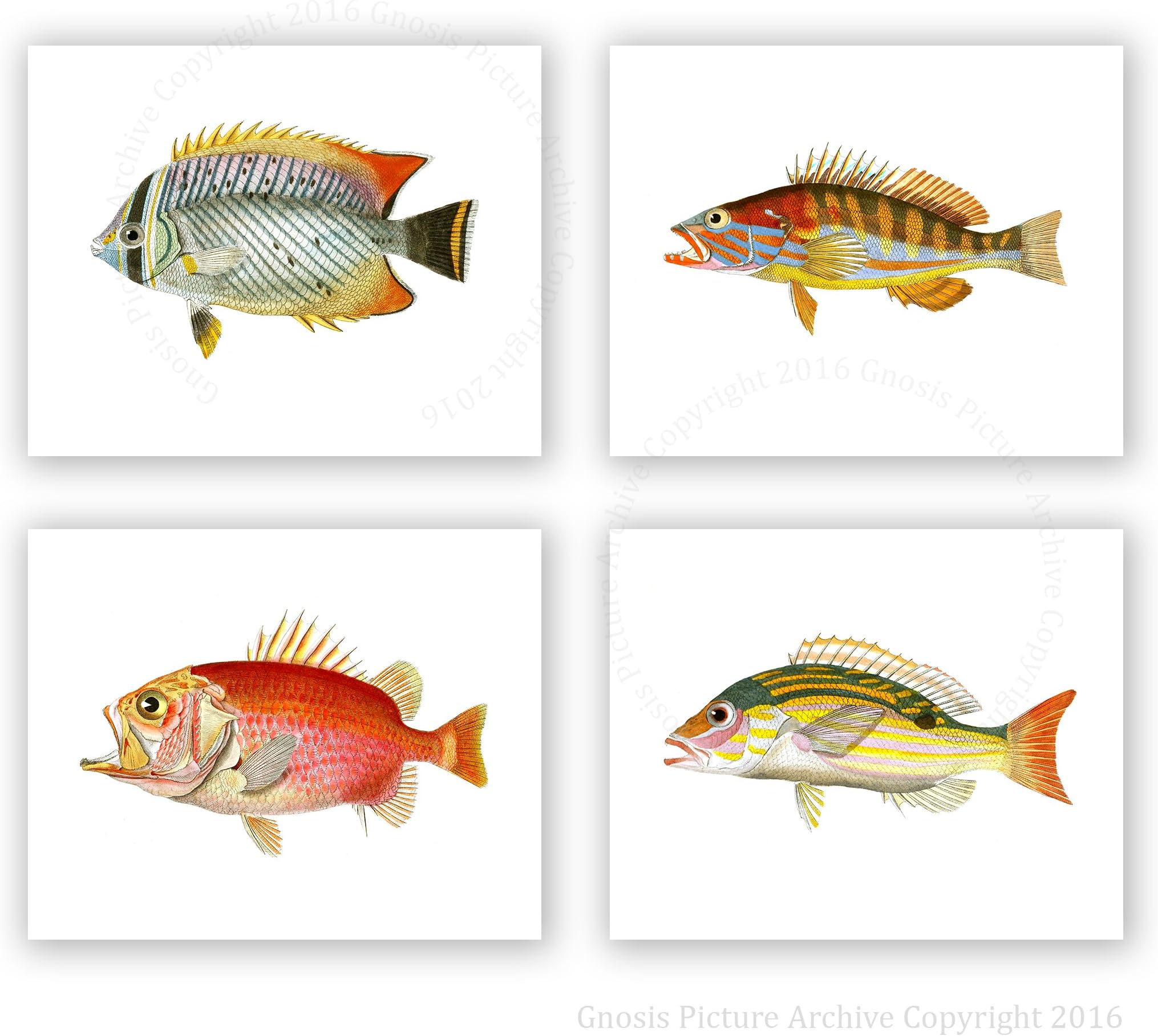 Gnosis Picture Archive Tropical Fish Art Prints Set of 4 Unframed Art Prints Rainbow Colored Fish Beach Bathroom Decor Fish_4A