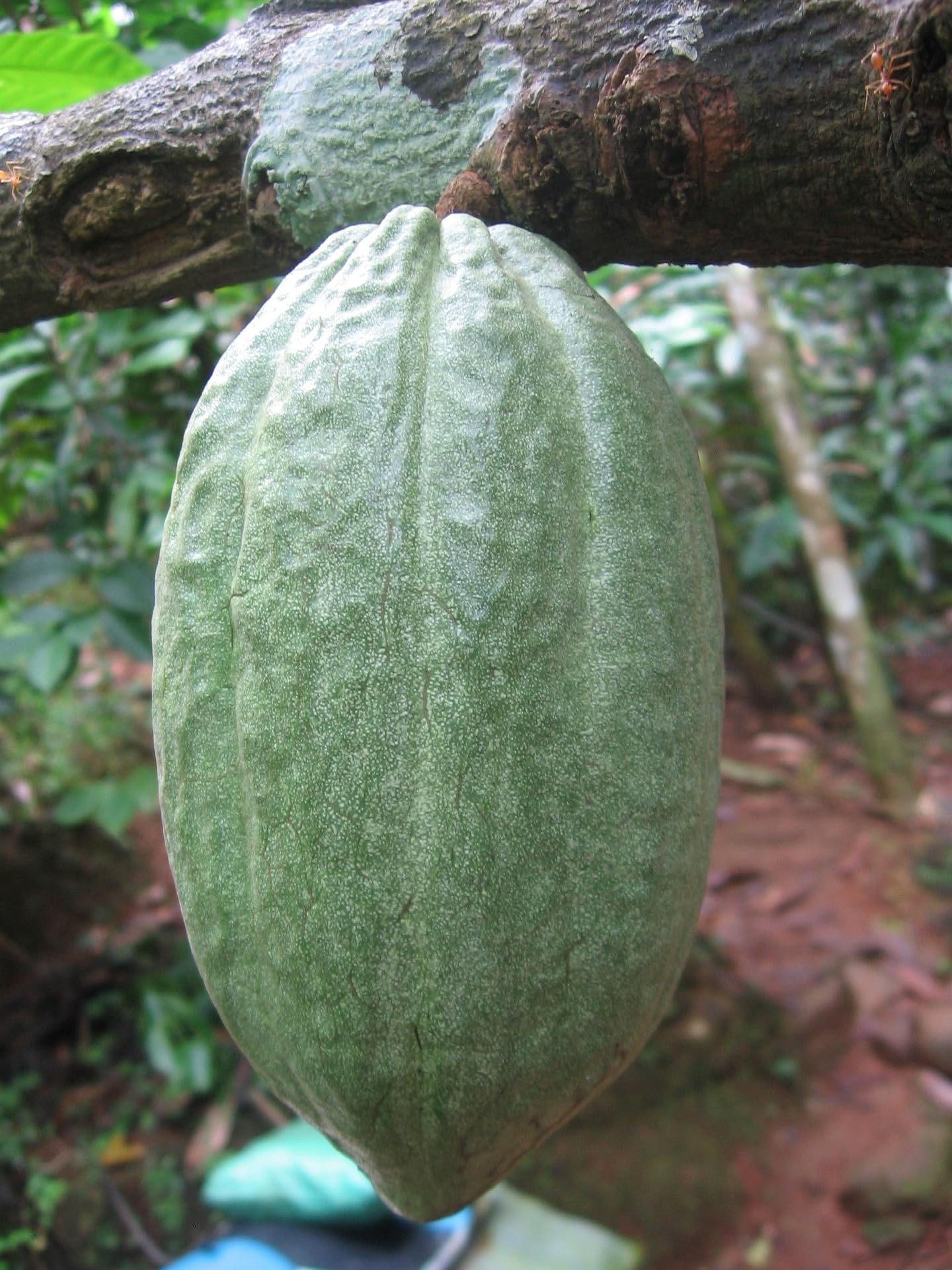 Meybona Urspungs-Schokolade Zartbitter 85% | Dominican Republic | 10x100g | Bean-to-Bar, Kakao Single Origin, Edelkakao-Schokoladen, Tafelschokolade, seit 1923, 85% Kakao, für Genießer