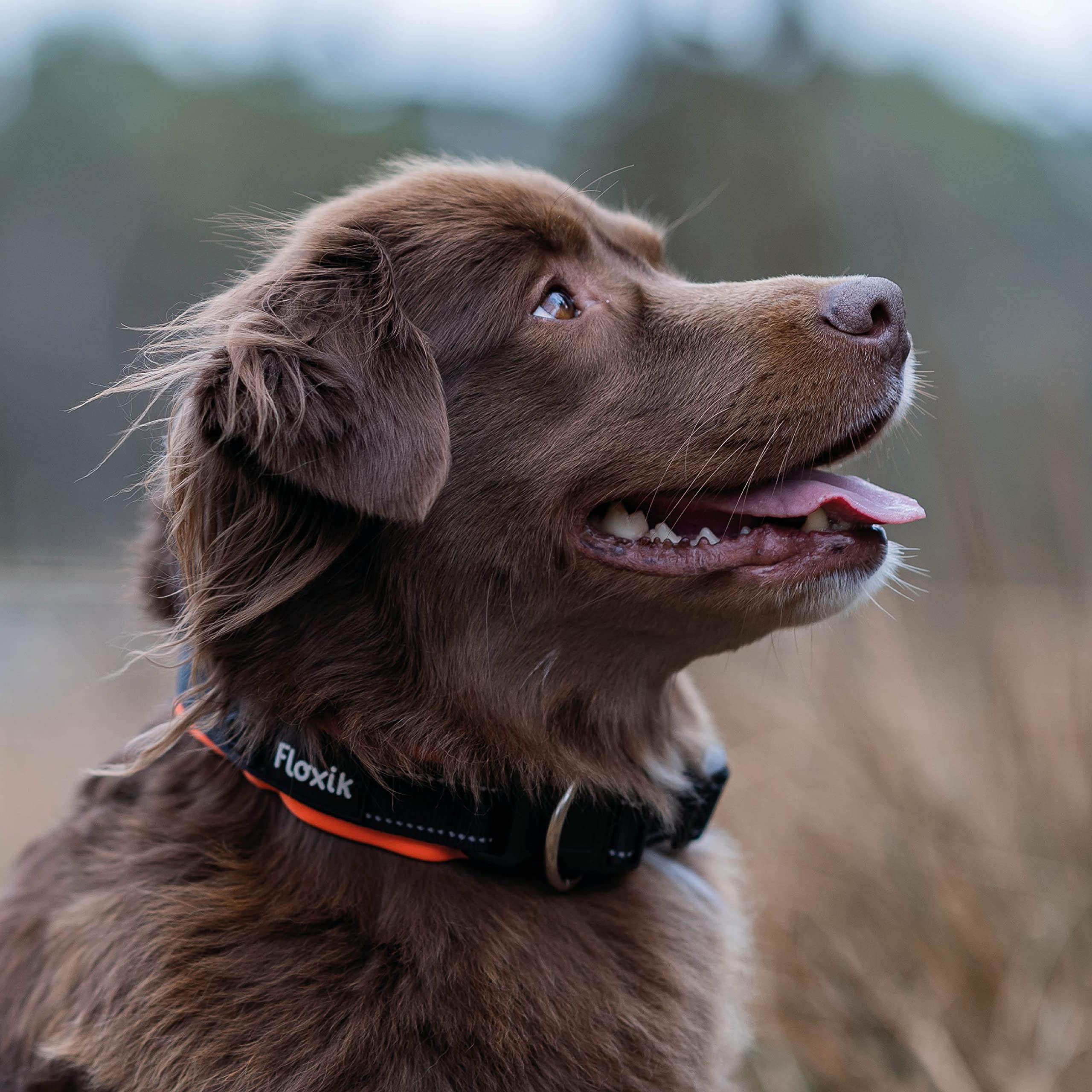 Floxik Hundehalsband Aus Neopren – Verstellbar, Mit Zugentlastung & Reflektoren – Weich & Atmungsaktiv Für Großen Hund