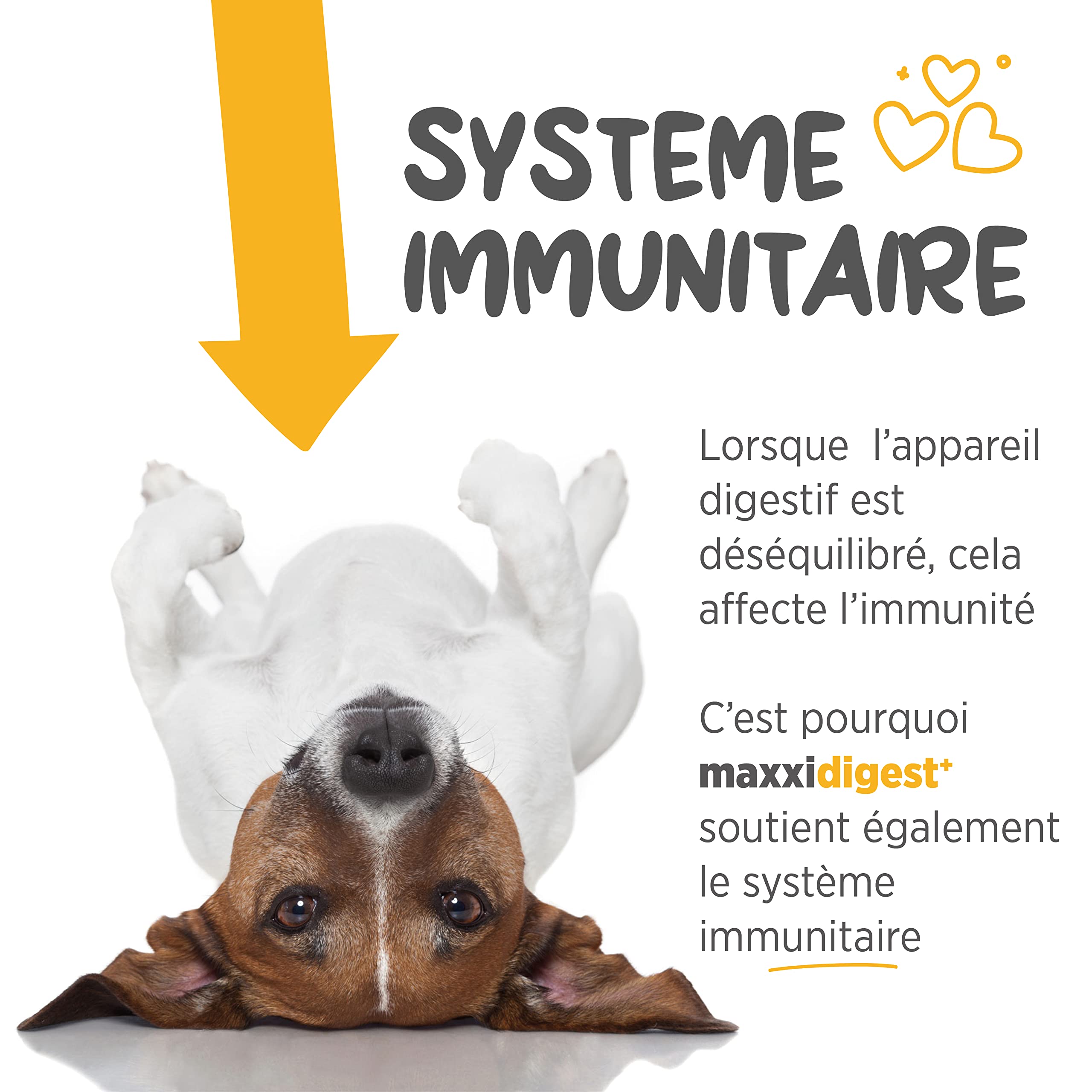 maxxipaws - maxxidigest+ Probiotiques, prébiotiques et enzymes digestives pour chiens - Complément avancé pour le système digestif et le système immunitaire des chiens - Poudre sans OGM - Poudre 375 g
