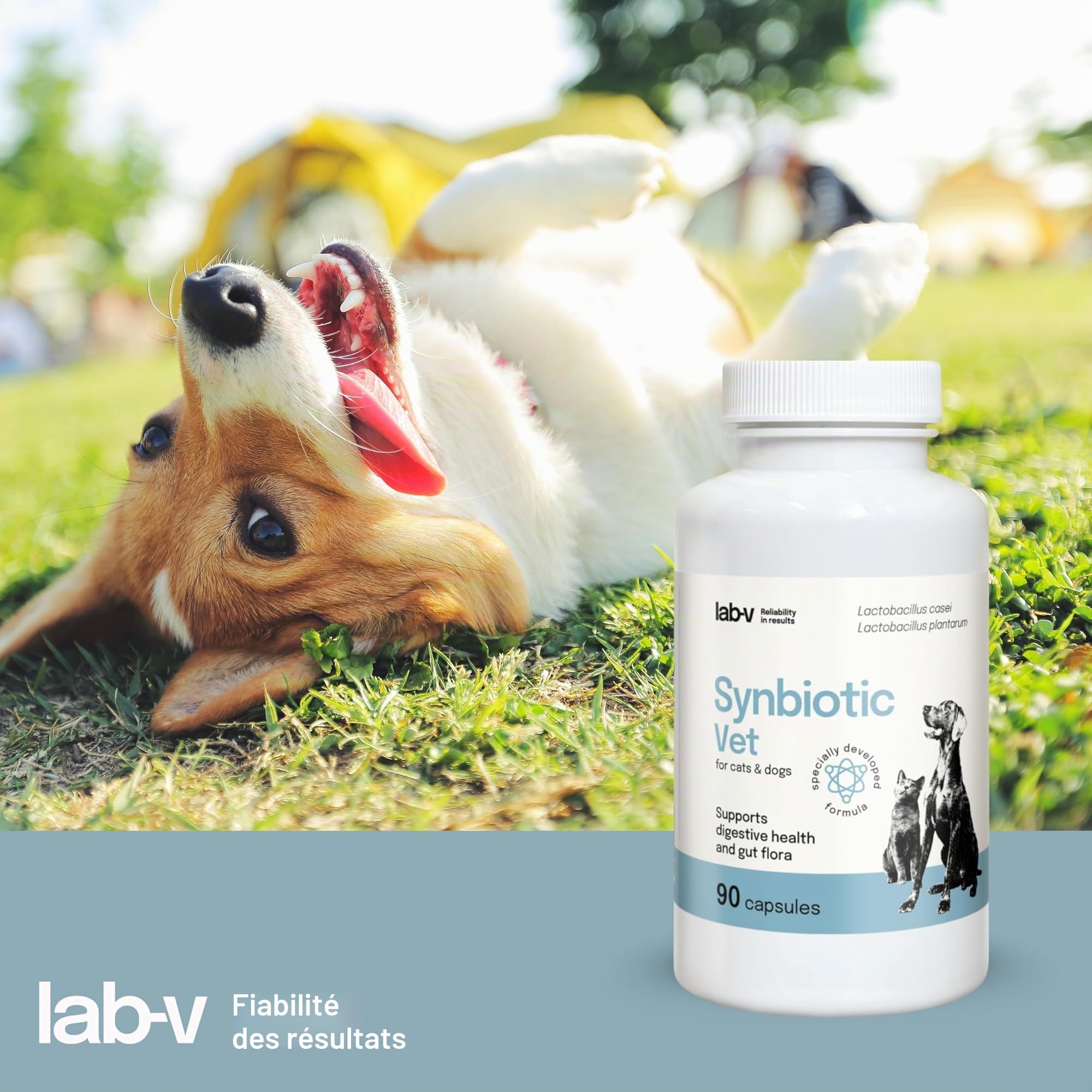 Lab-V Synbiotic Vet Probiotiques pour chiens et chats, 90 gélules probiotiques digestives pour chiens et chats avec prébiotiques, suppléments pour chien et chat, ferments lactiques, intestin santé
