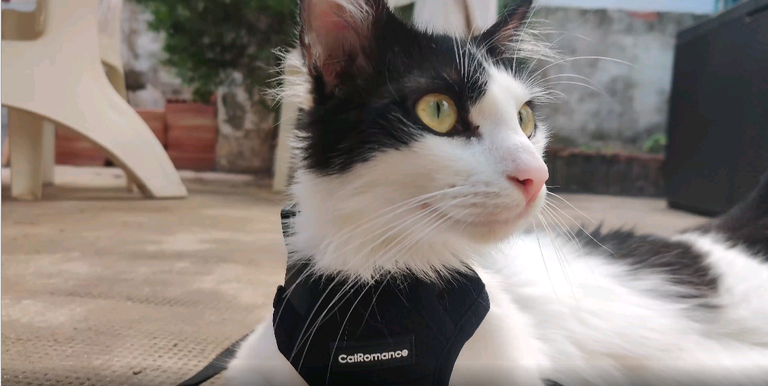 CatRomance Cat Harness Escape Proof, Breathable Mesh Cat Walking Harness, Adjustable Cat Harness and Leash Set with… - Image 8